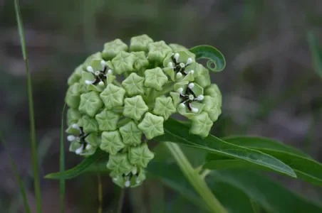 asclepias_viridis3.webp