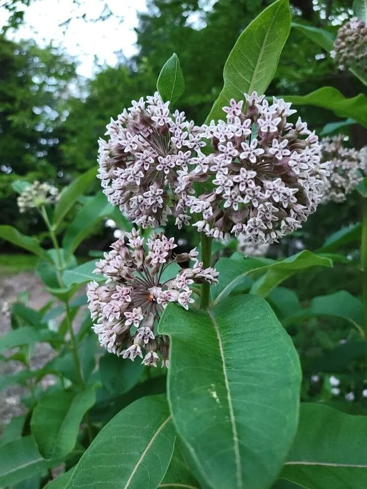 asclepias_sullivantii2.jfif