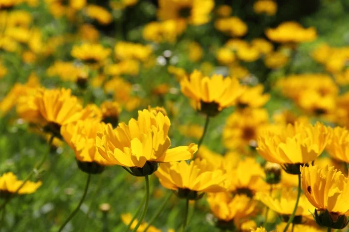 Lanceleaf Coreopsis - Coreopsis lanceolata