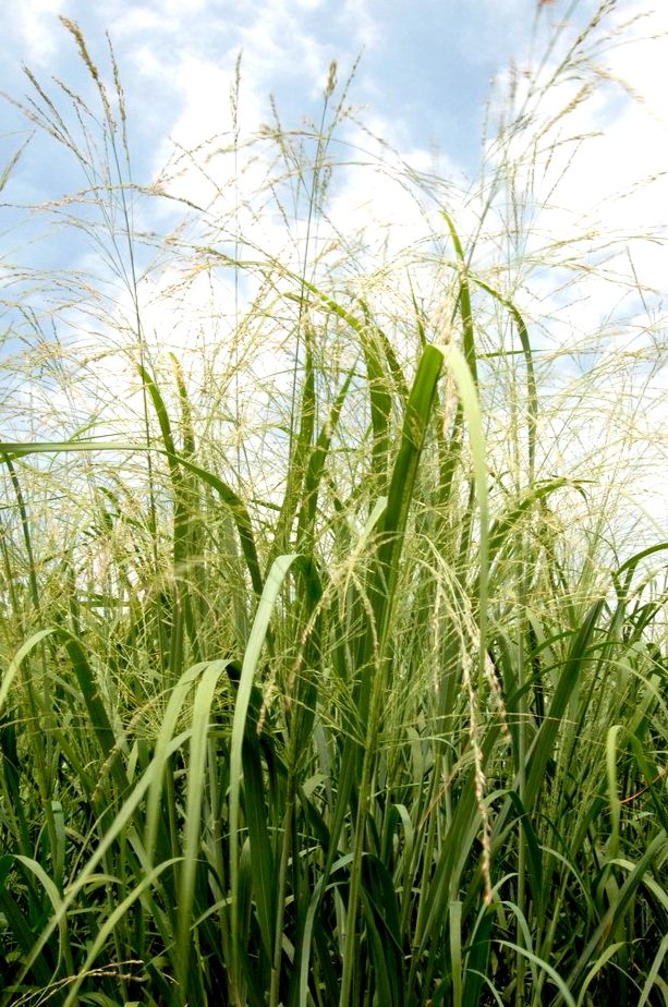 Switchgrass - Panicum virgatum