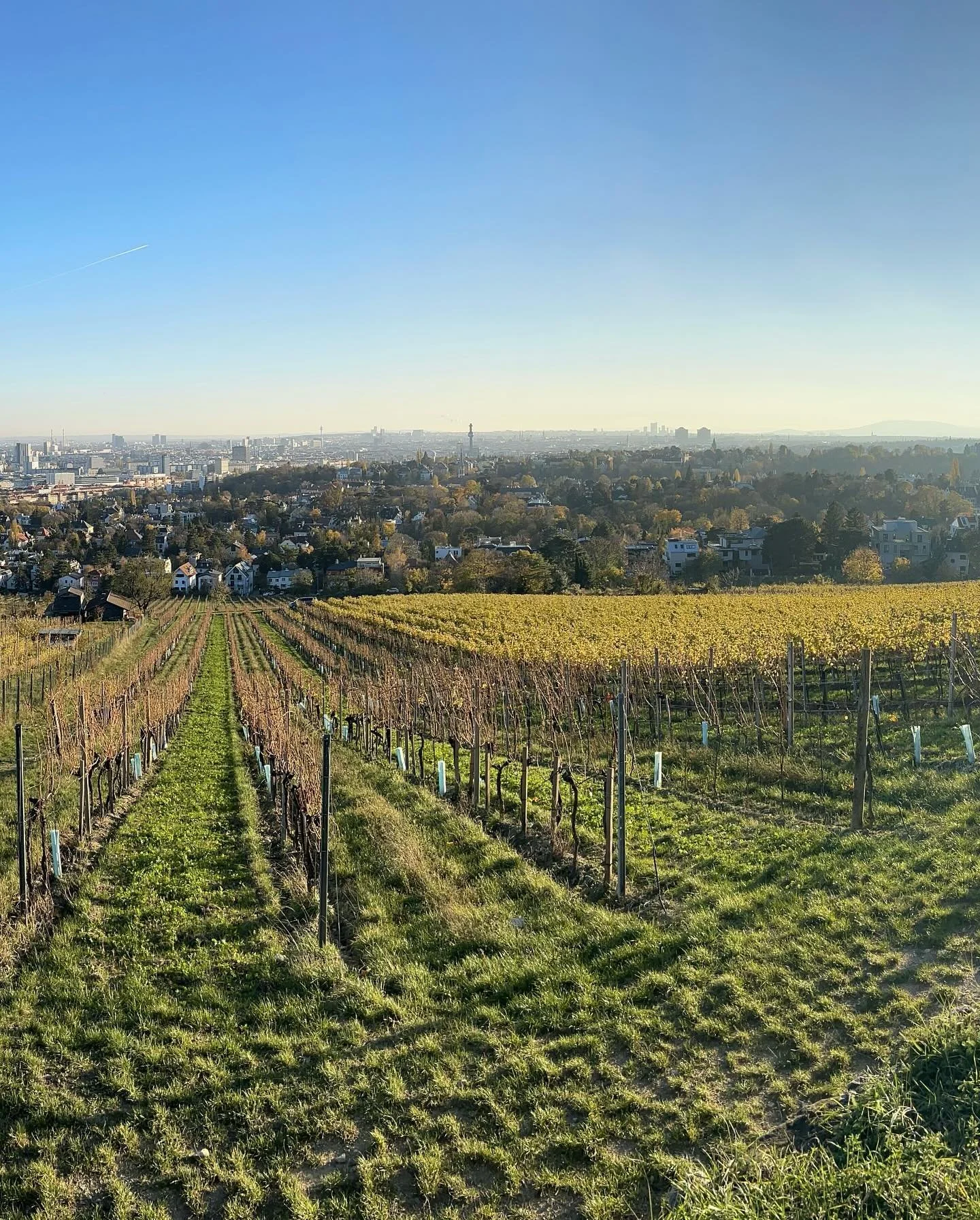 Join us for dinner with winemaker @weingut_zahel on Friday, August 2nd!! If you&rsquo;ve enjoyed a glass (or magnum) of Gemischter Satz @frankiesvt you already know how delicious and fresh these wines are. They live and breathe inside and out of the 