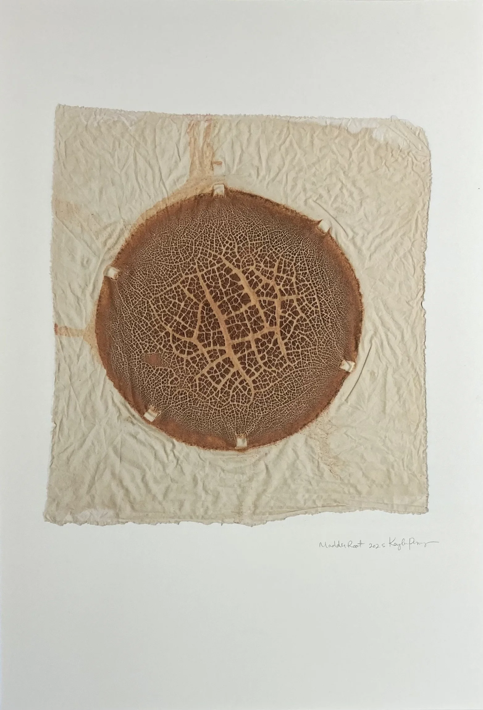 KAYLA POWERS  
Chromatic Ecology | Madder Root (2025)  
13” x 19”  
Archival pigment prints on Moab entrada acid free watercolor paper  
$250