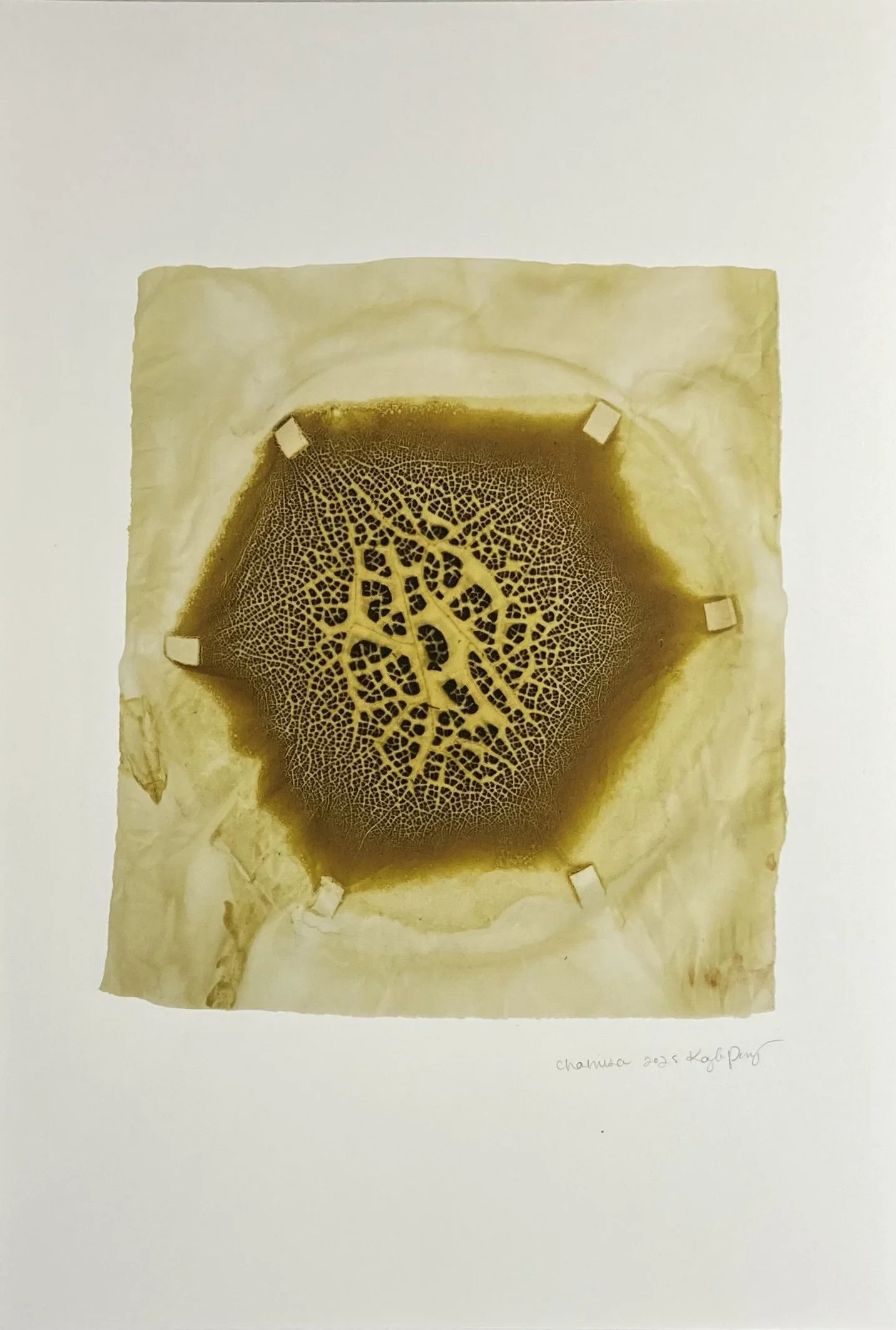 KAYLA POWERS  
Chromatic Ecology | Chamisa (2025)  
13” x 19”  
Archival pigment prints on Moab entrada acid free watercolor paper  
$250