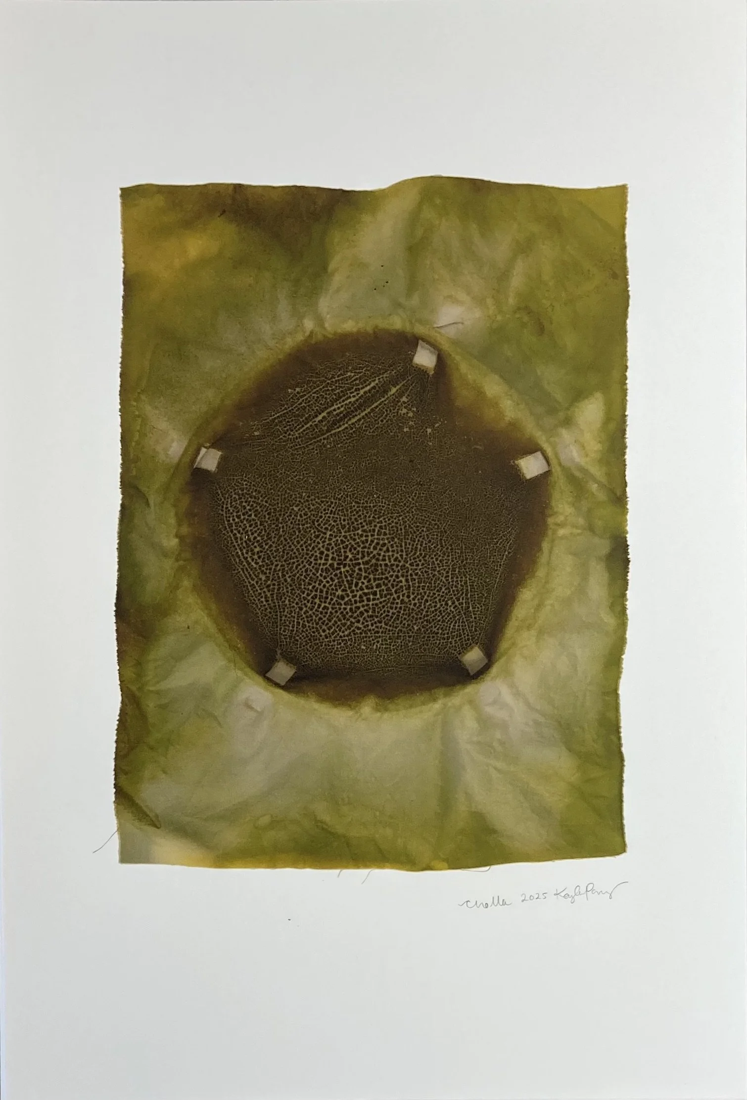 KAYLA POWERS  
Chromatic Ecology | Cholla (2025)  
13” x 19”  
Archival pigment prints on Moab entrada acid free watercolor paper  
$250