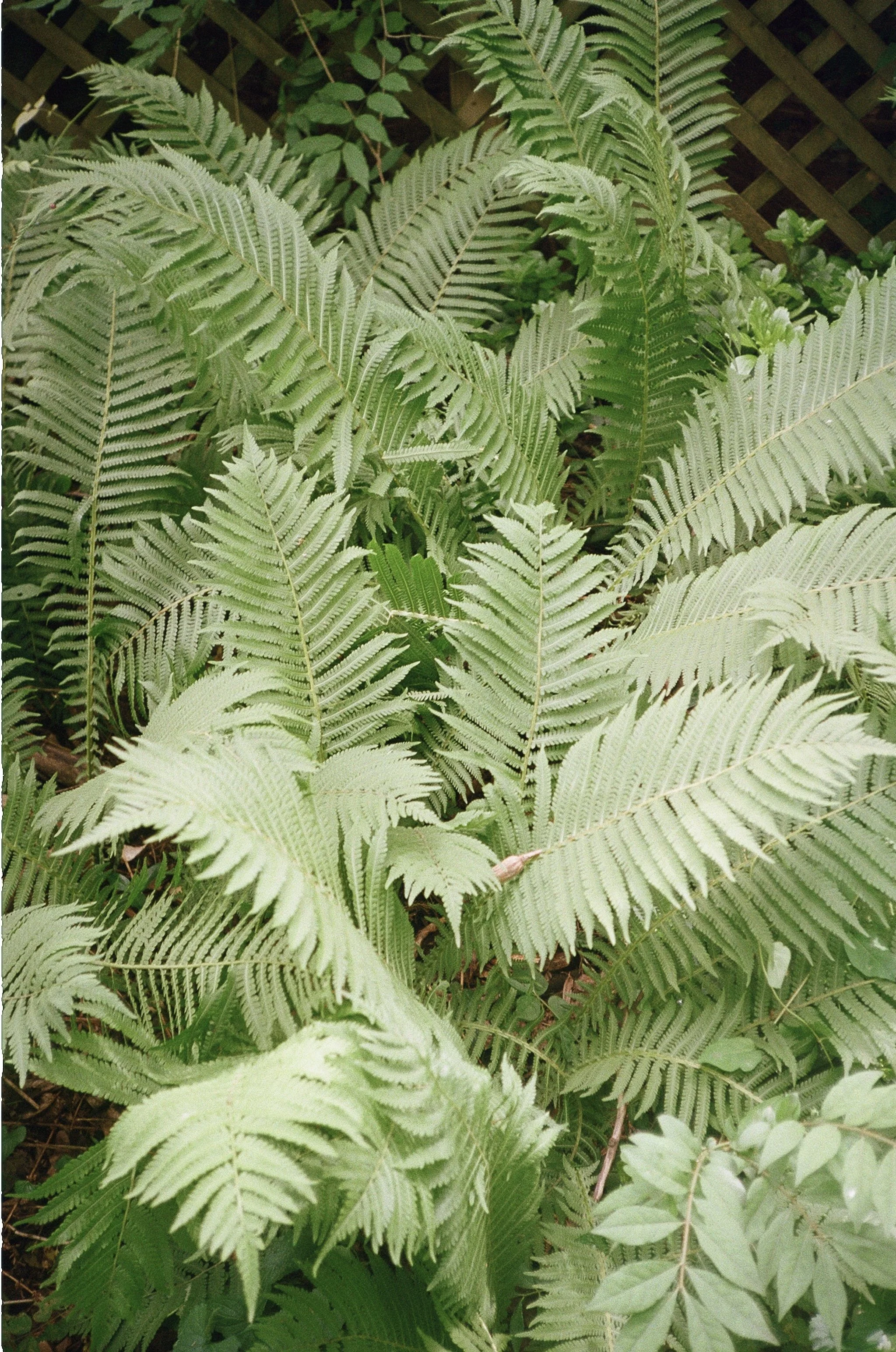 fern