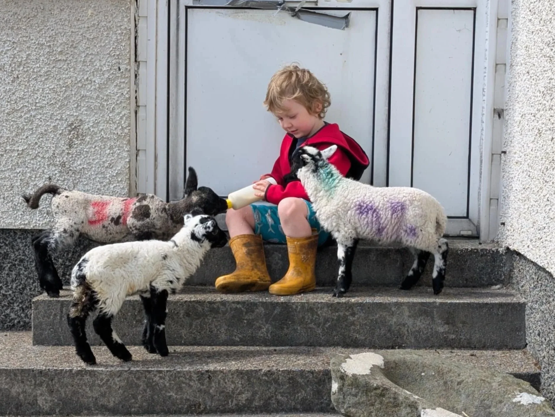 A young boy with curly blonde hair, wearing yellow boots, a red jacket, and blue shorts, sitting on concrete steps feeding milk to a black and white goat and surrounded by five small goats, some marked with colored paint.