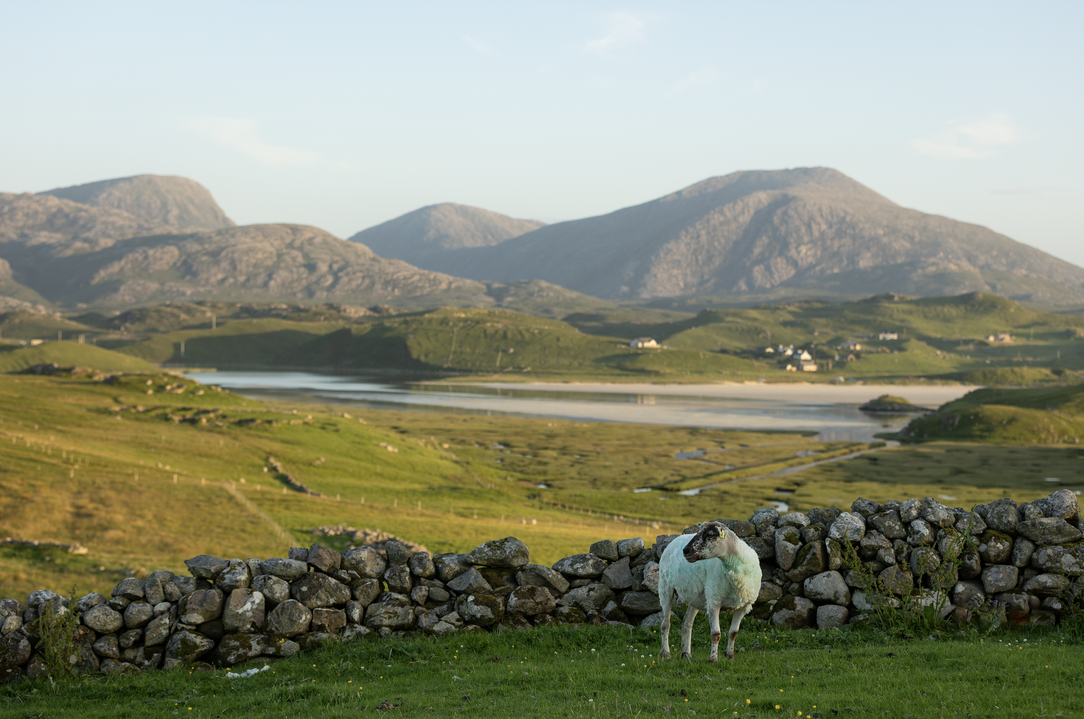 A sheep standing on green grass in front of a stone wall, with rolling hills and mountains in the background under a blue sky.