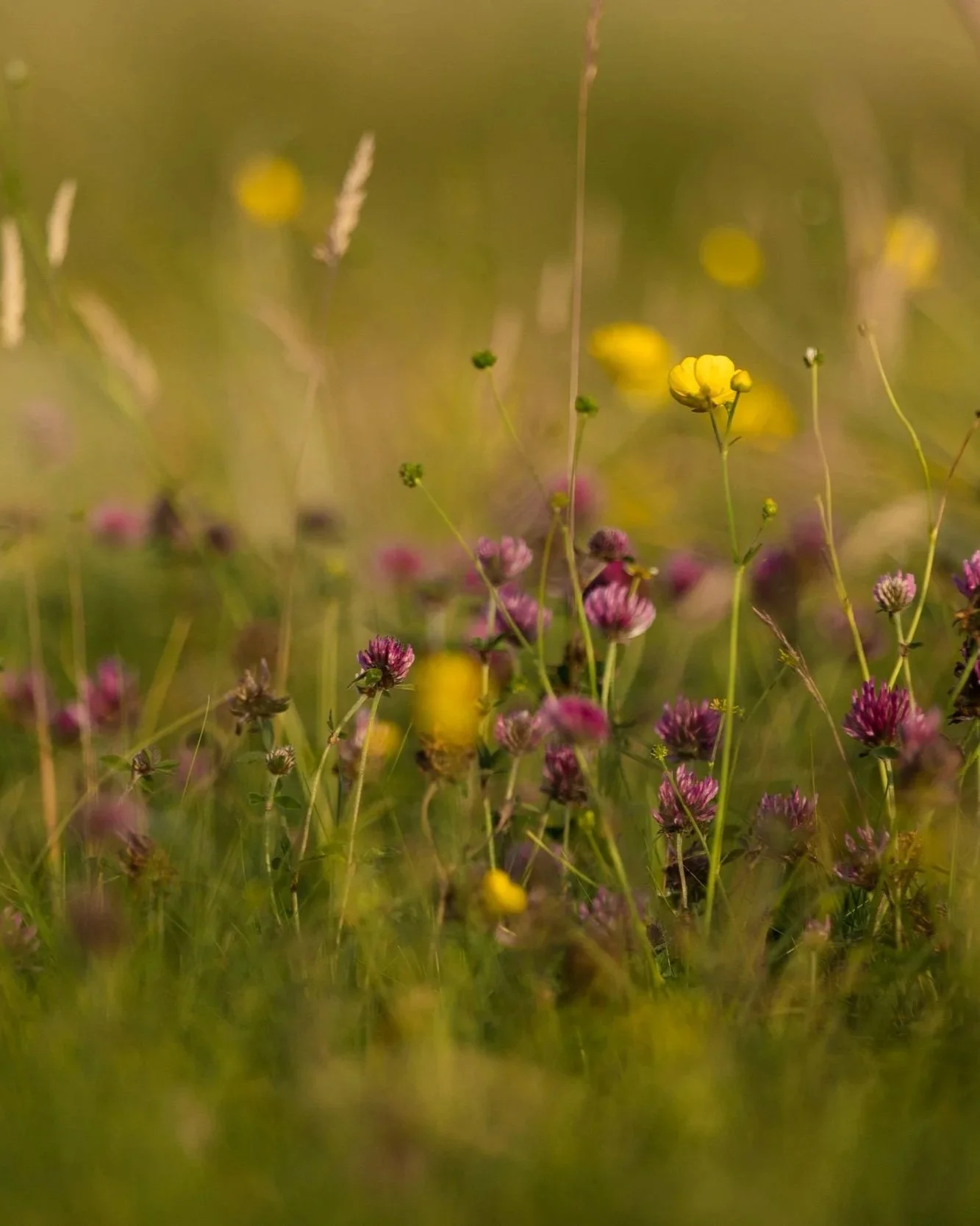 Close-up of a field of wildflowers with purple and yellow blooms, soft focus and warm lighting.