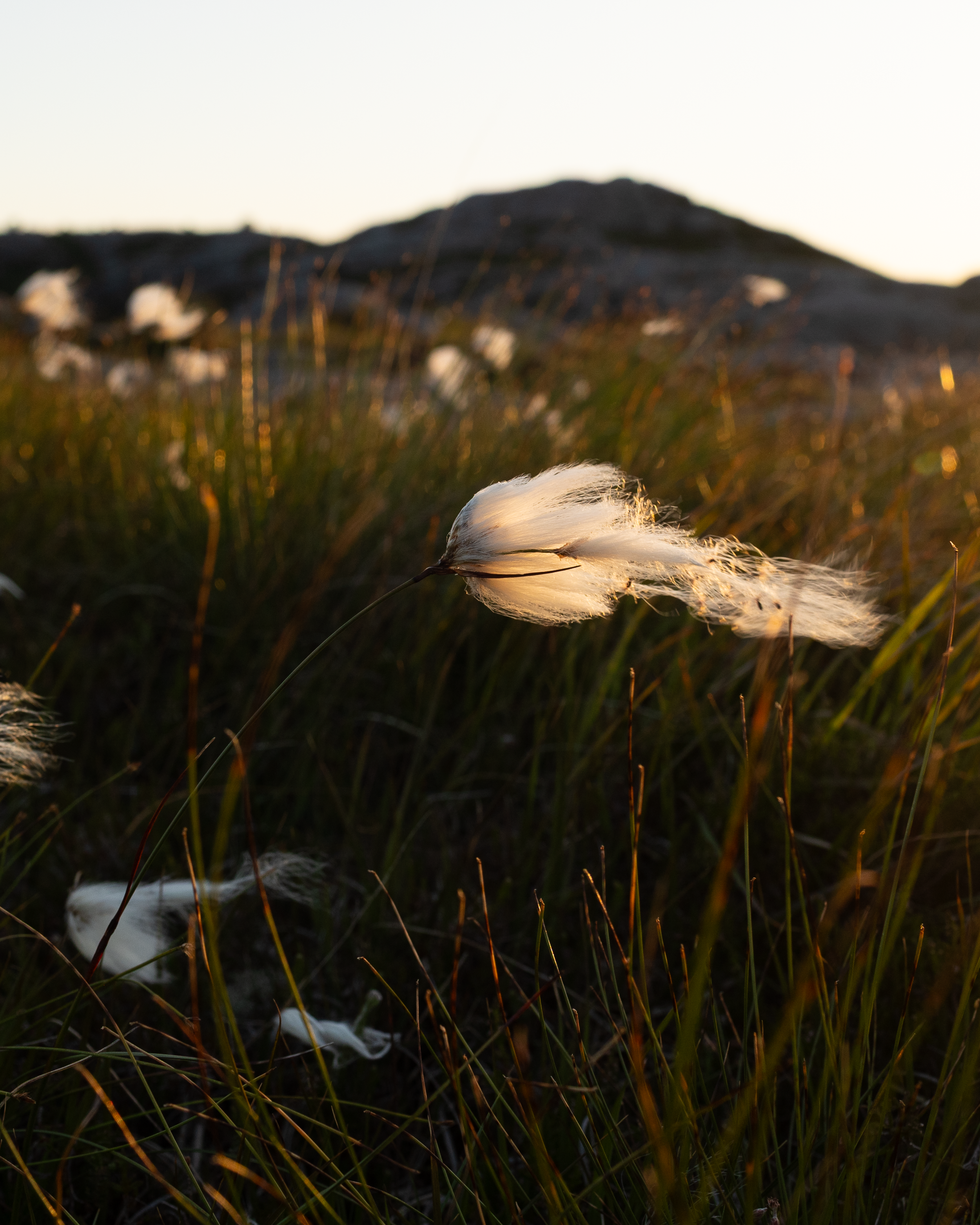 Bog cotton