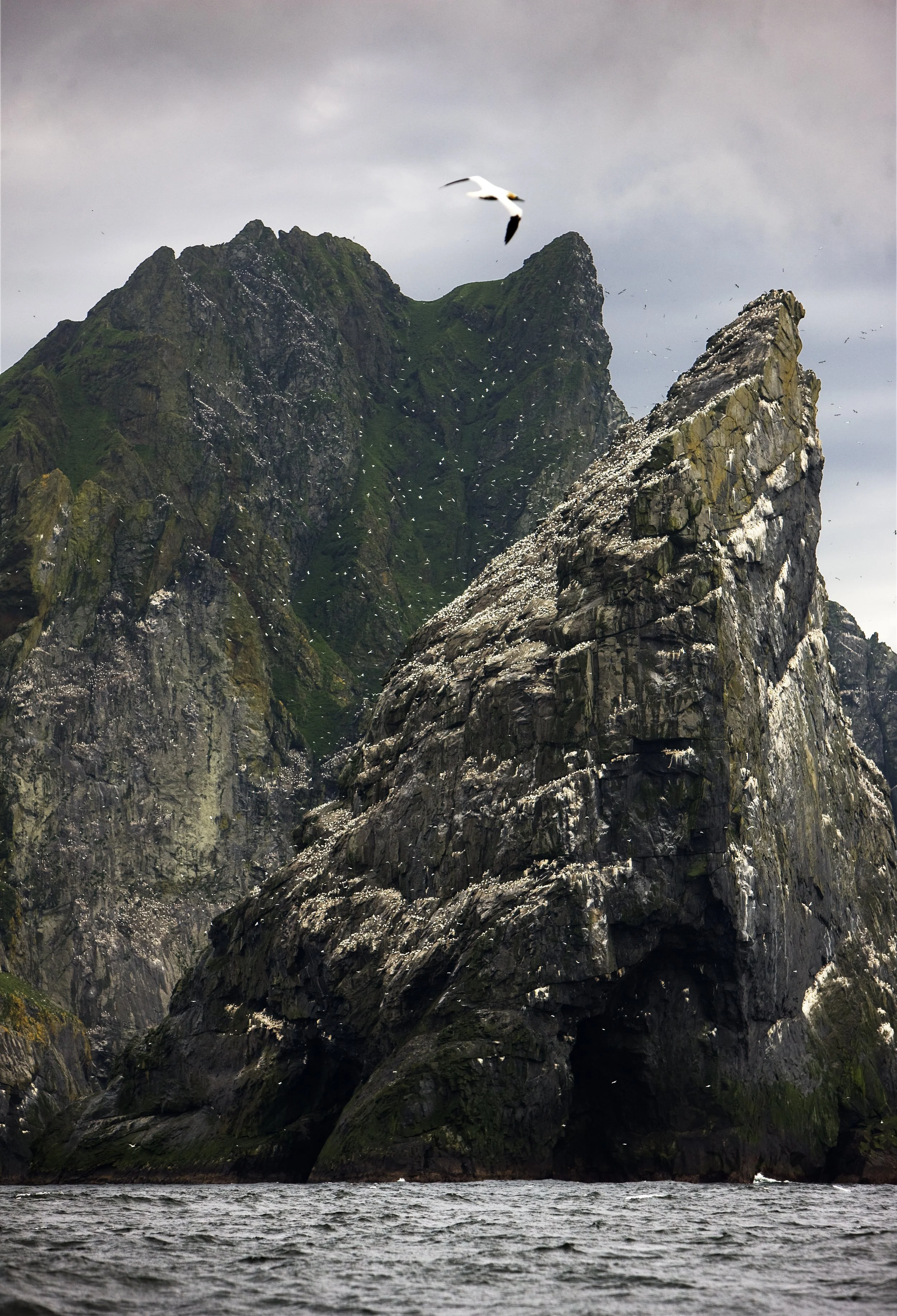 A large rocky island with steep cliffs rises from the water, with a mountain in the background, covered in green vegetation, and a seagull flying overhead against a cloudy sky.