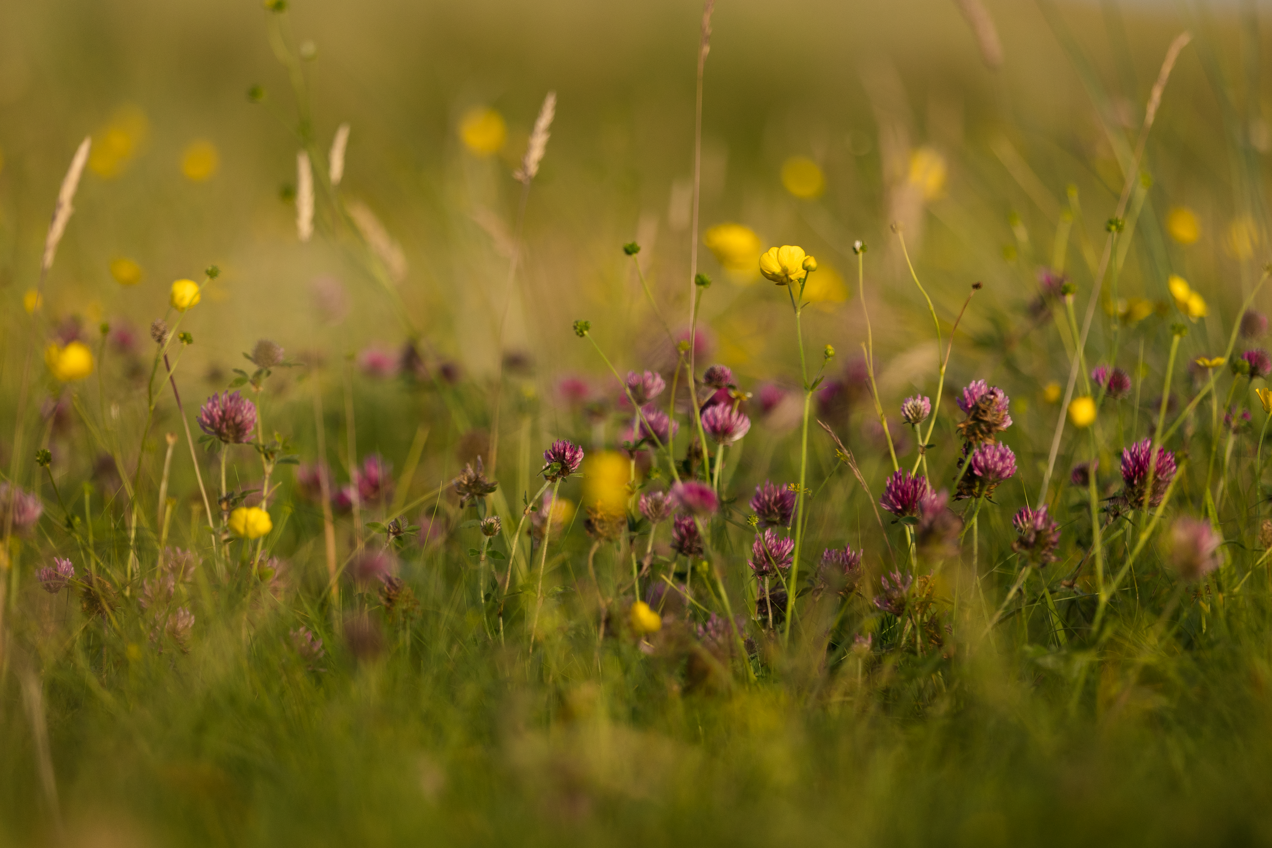 Uig Summer Katrina Stewart-8.png