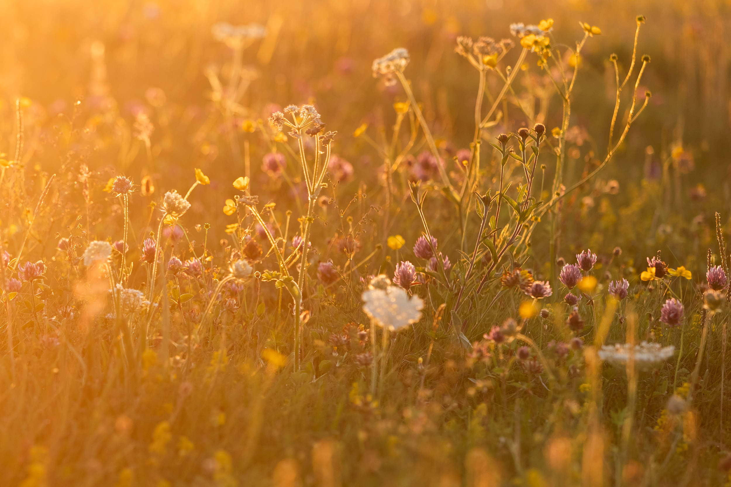 A field of wildflowers illuminated by golden sunlight, with various small flowers in shades of white, yellow, and pink.