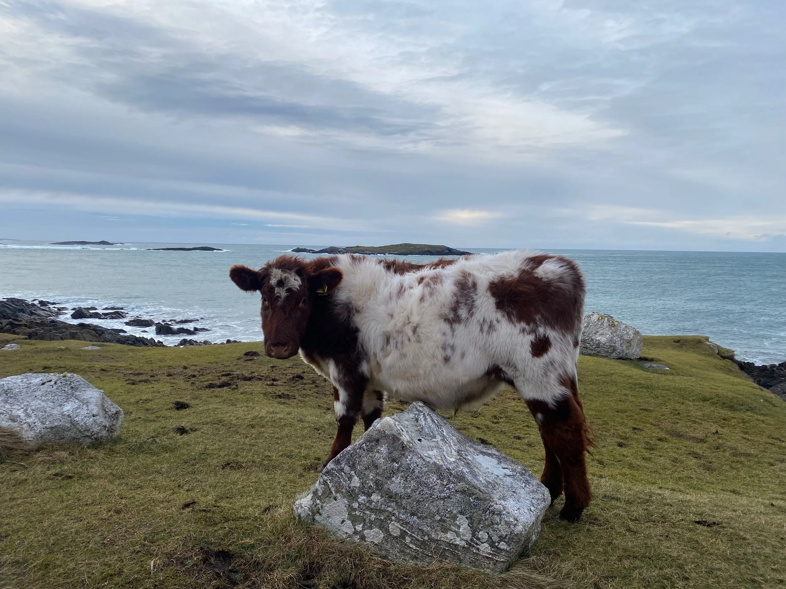 A black and white calf standing on a rocky, grassy landscape near the coast with the ocean and islands in the background under a cloudy sky.