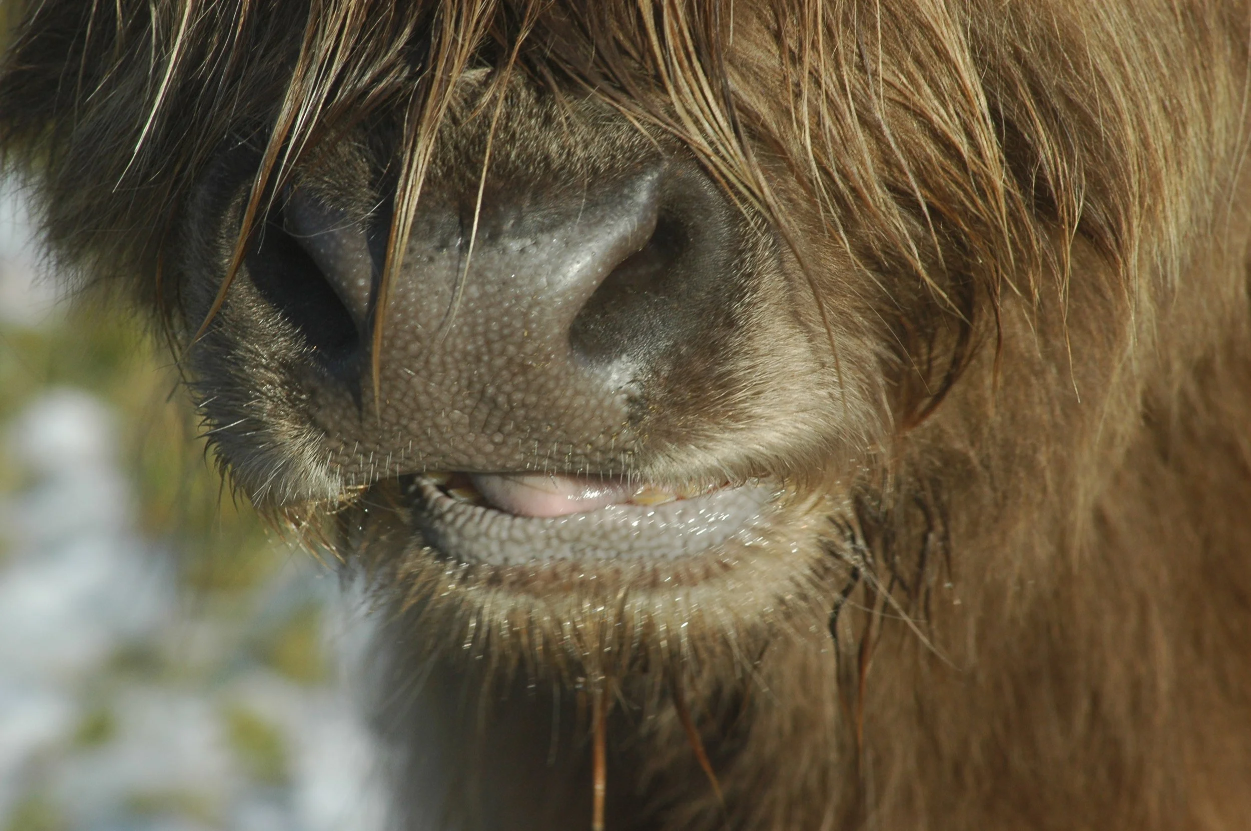 Close-up of a horse's nose and mouth with reddish-brown mane and wet nose, bits of grass near the mouth.