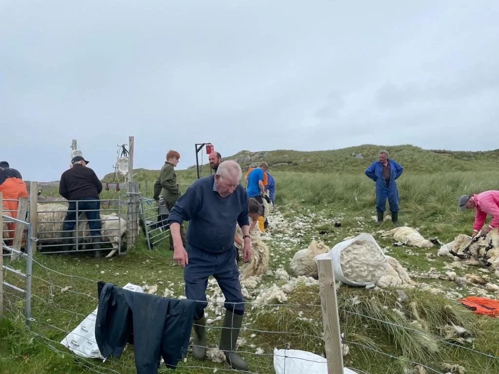 People shearing sheep on a grassy field with overcast sky.
