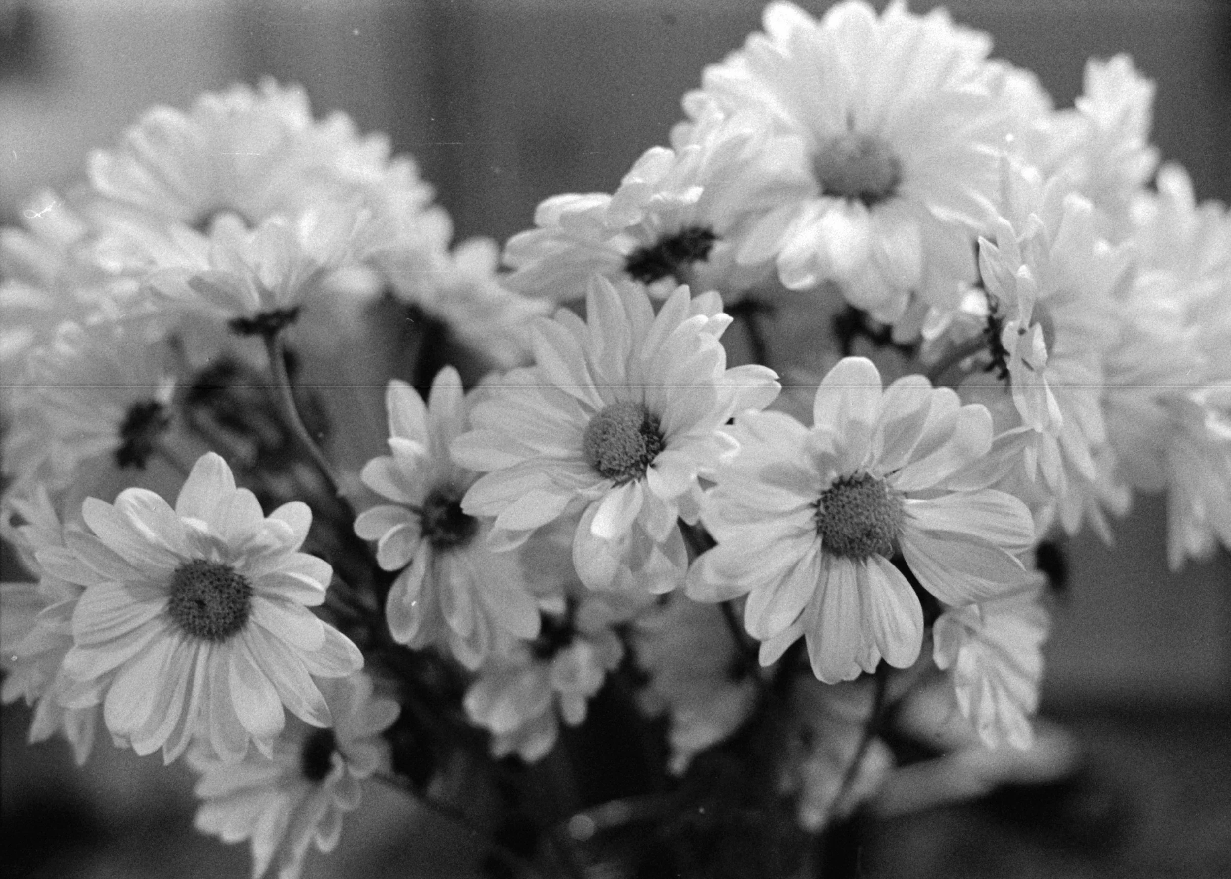 daisies2.jpg