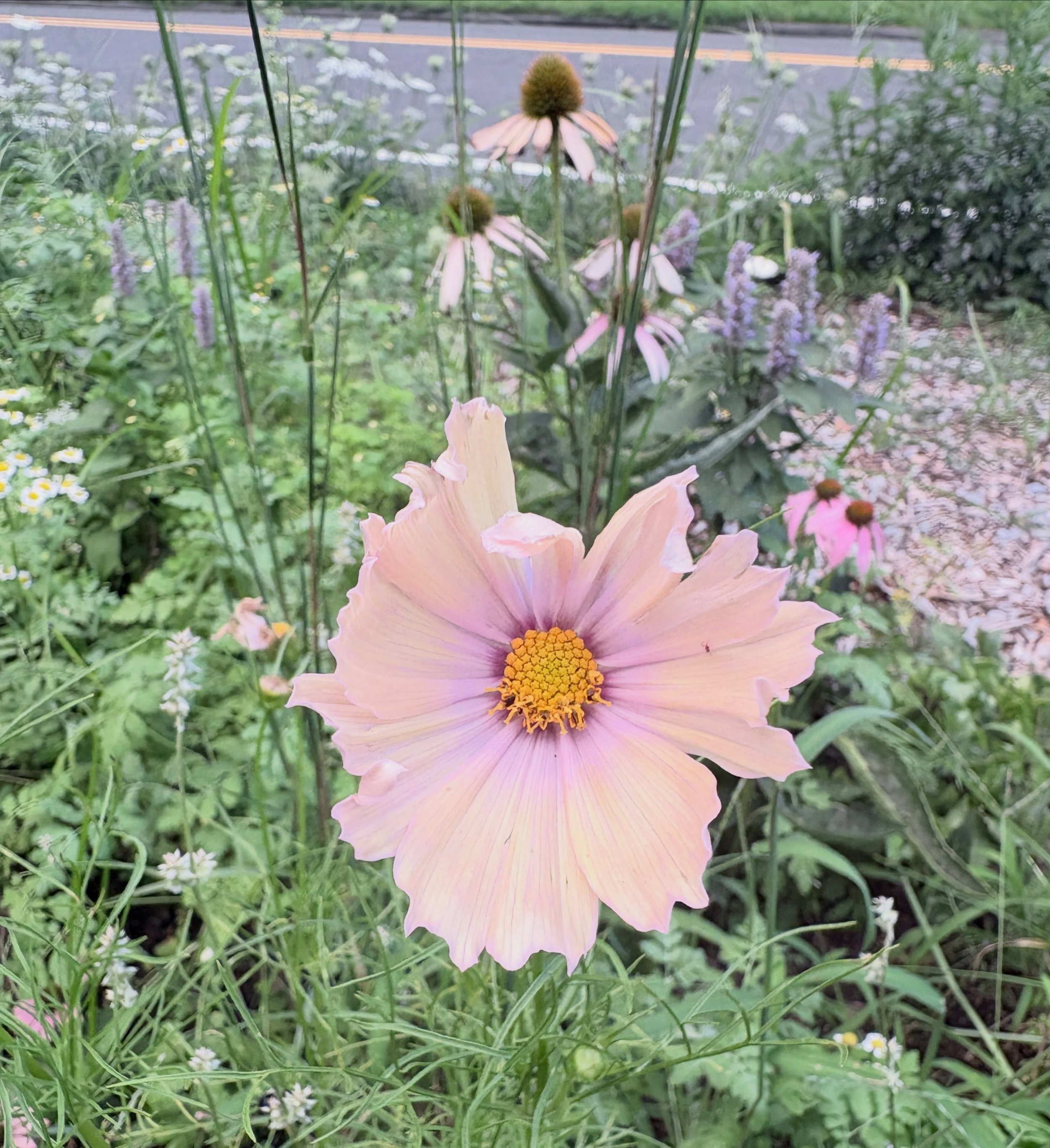 side of the road flowers, if the side of the road is a pollinator garden.  beep beep!