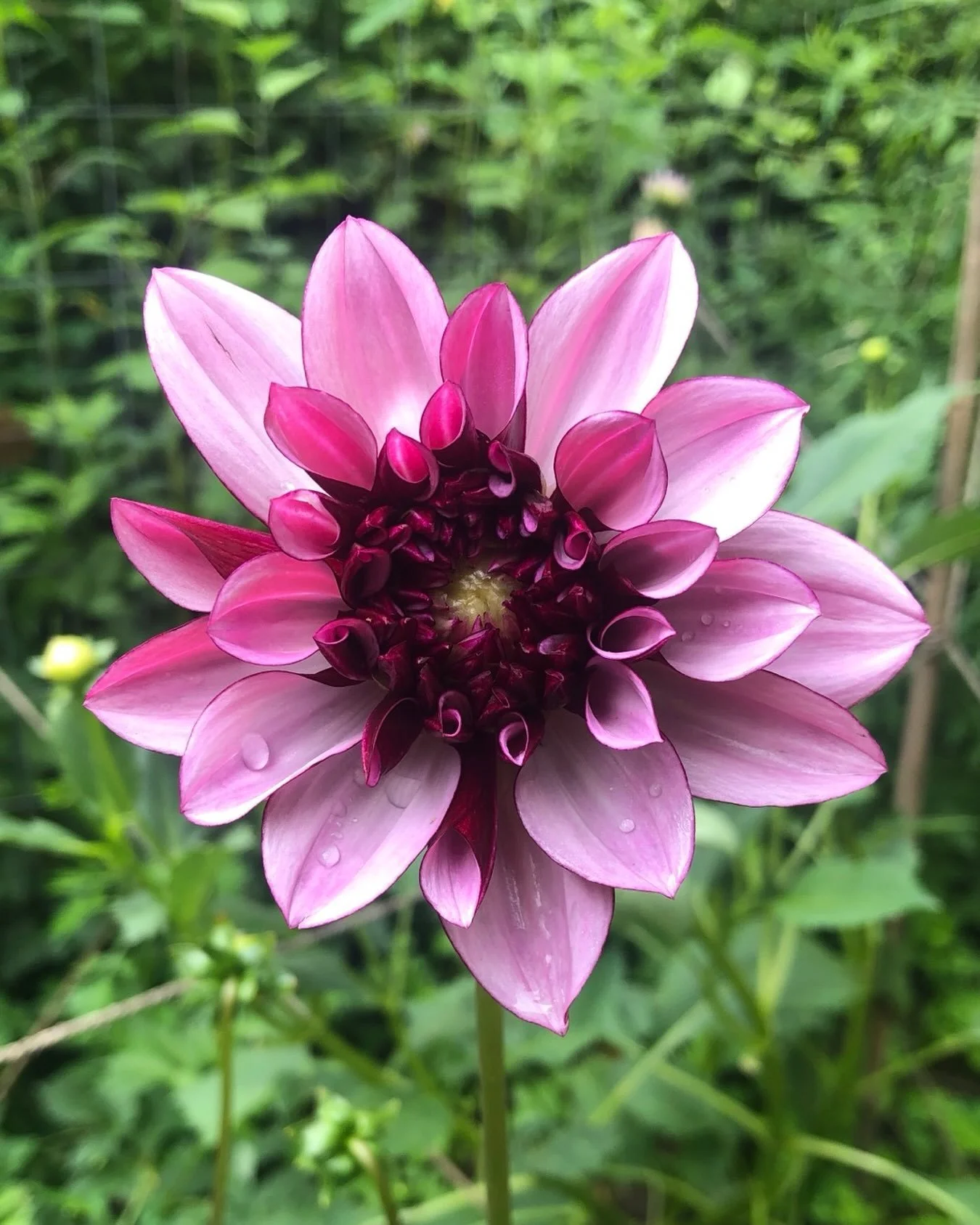 A heartfelt thank you to everyone who picked up flowers this weekend! The guilford + old saybrook + new bakery all sold out this weekend! Amazed ❤️❤️❤️ @foodworksnaturalmarket  @adas_kitchen__