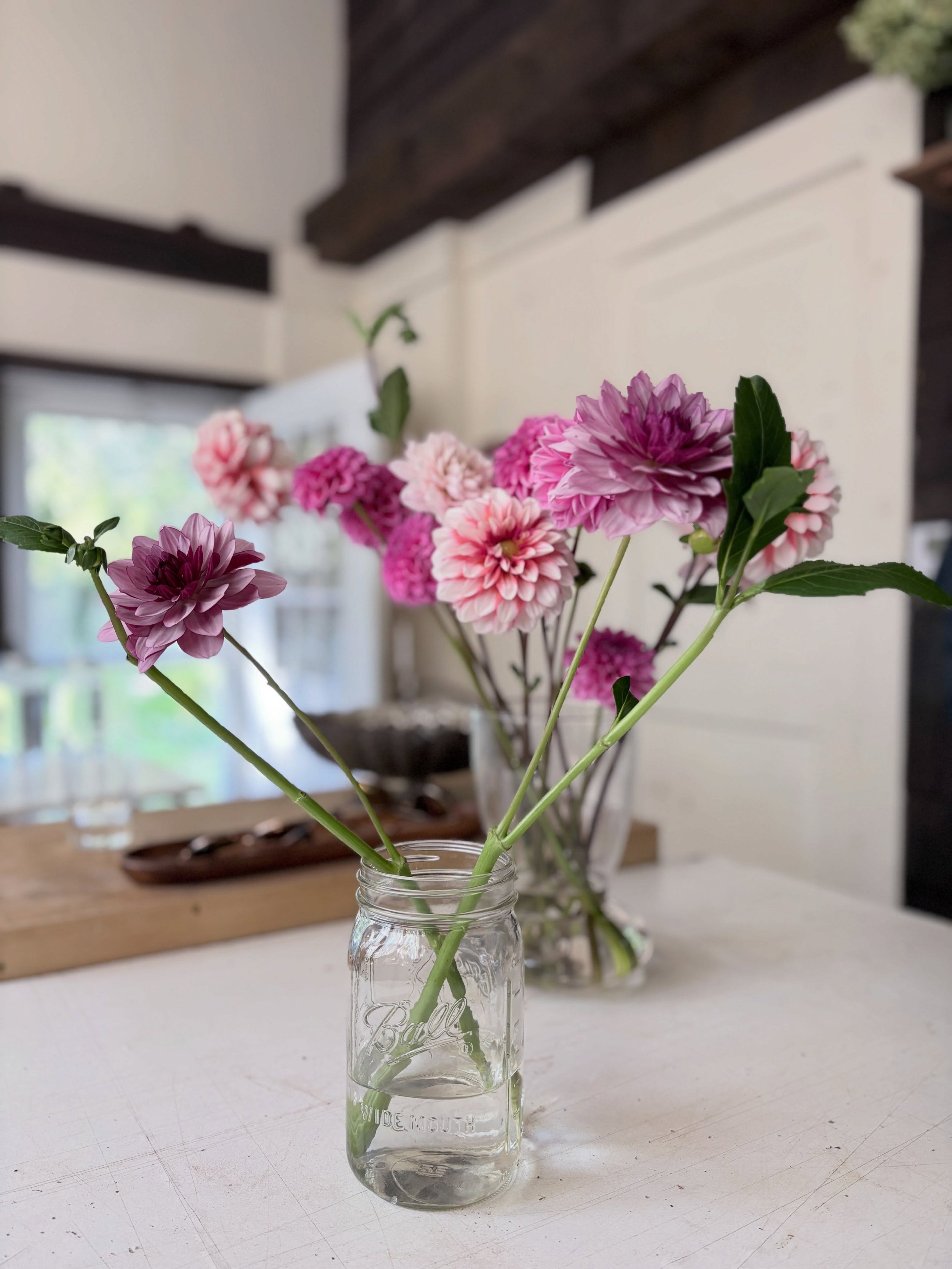 dahlia season is here ❤️❤️❤️