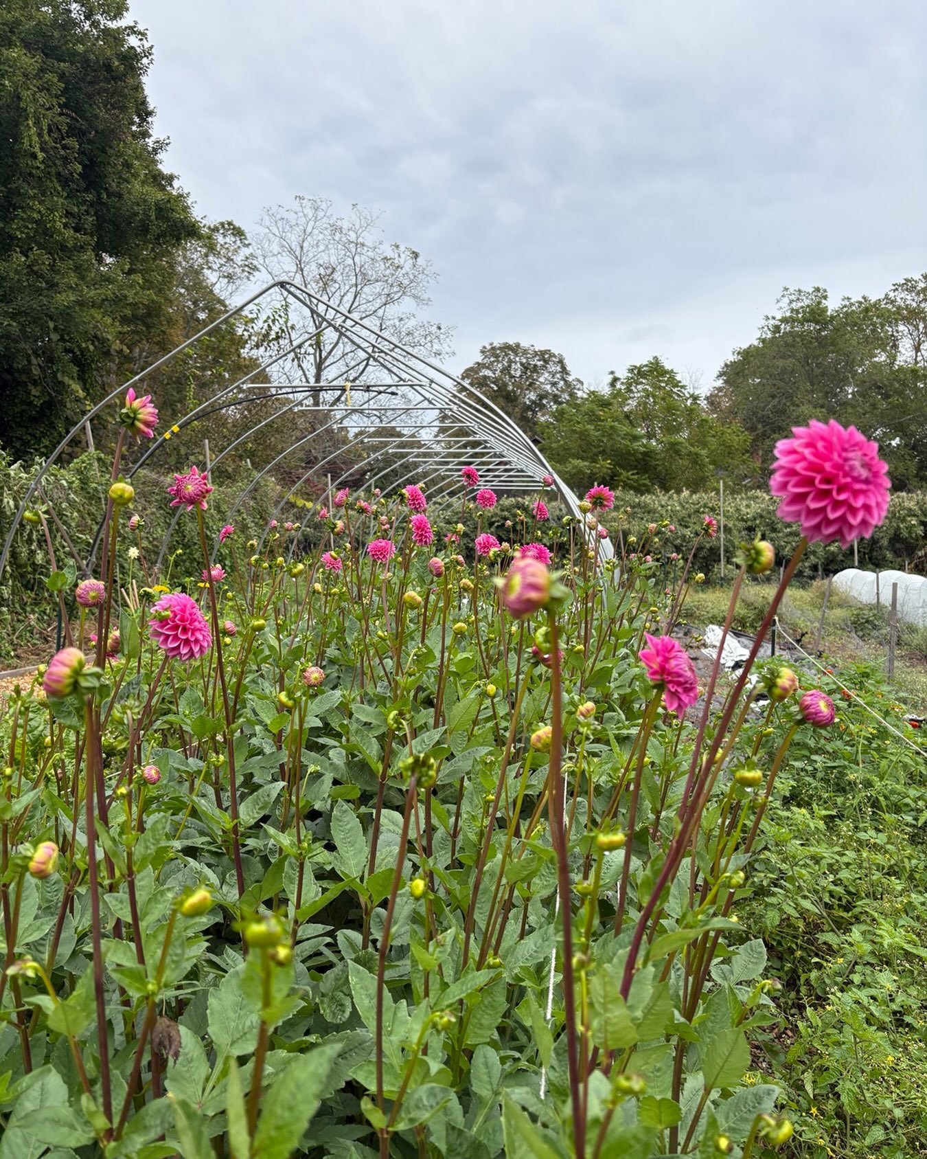 we are at the moment in autumn, when we start wondering when the last bunch of flowers will be.