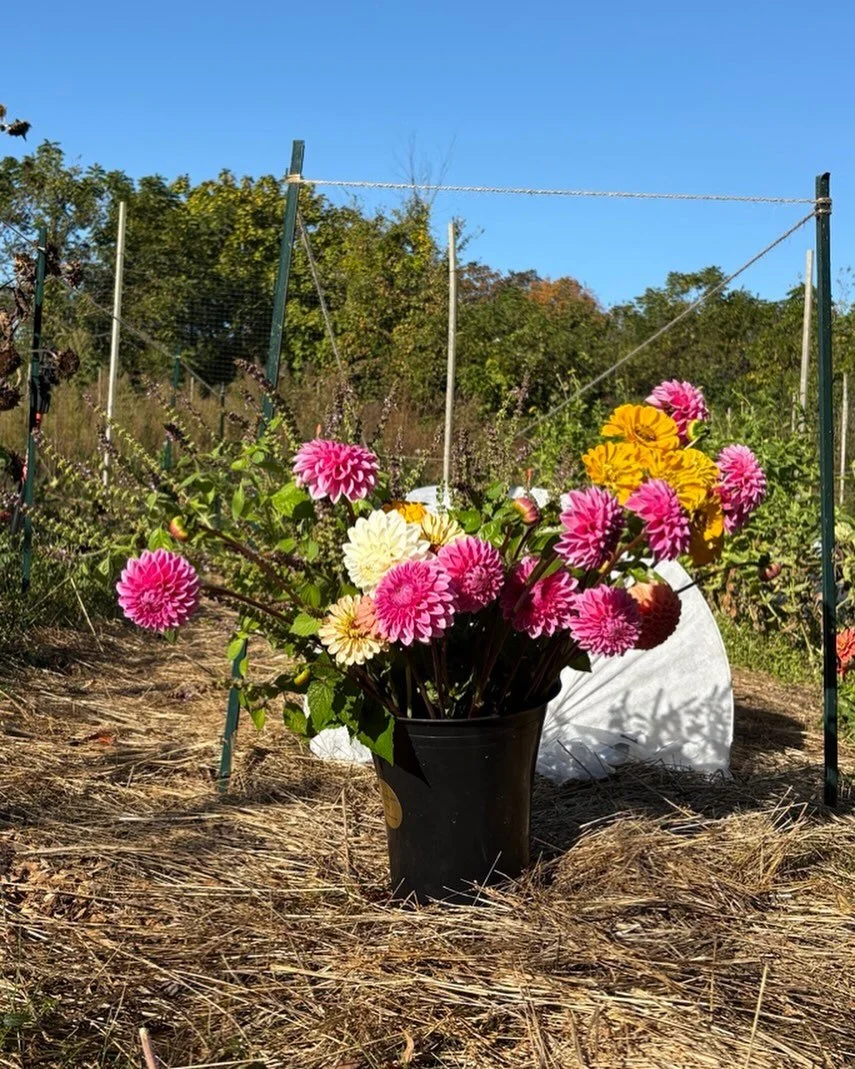 looks like they made through the night! Is this the last bucket?