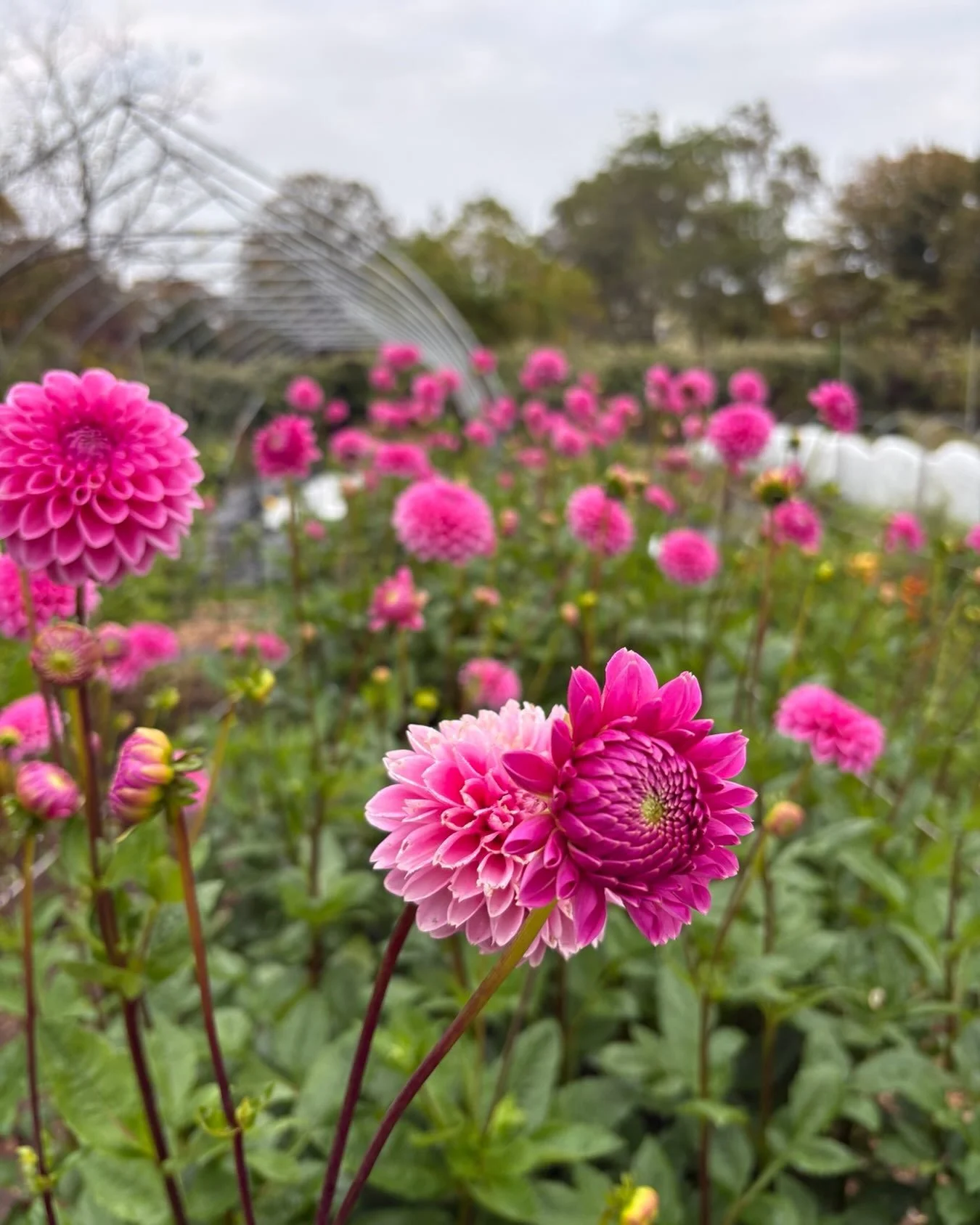 last week of dahlias! get them and say goodbye to the season! @foodworksnaturalmarket old saybrook + guilford