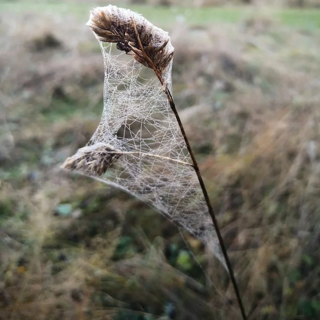 What an inward Autumn it's been this year. It's felt hard, but good. When I am aware that my energetic output is in sync with the natural world, it feels like I must be doing something right. 
Lots of mush and goo inside the chrysalis these days. Bri