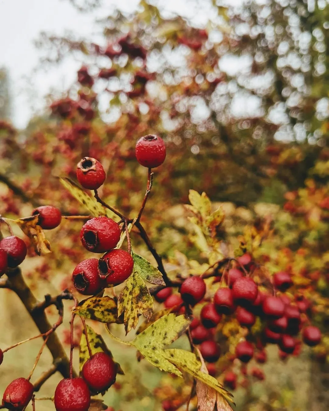 Coming soon to an apothecary near you: Hawthorne heart medicine. Healing tinctures and oxymel soon to be made.

#hawthorne #heartmedicine #kitchenwitch