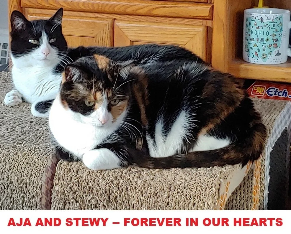 Kevin The Mover Cat Norton Ohio