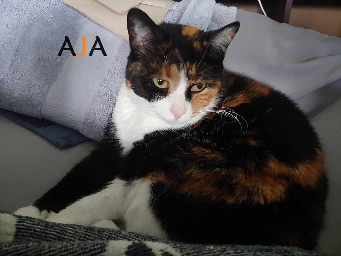 Kevin The Mover Cat Norton Ohio