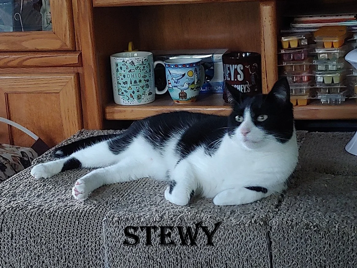 Kevin The Mover Cat Norton Ohio