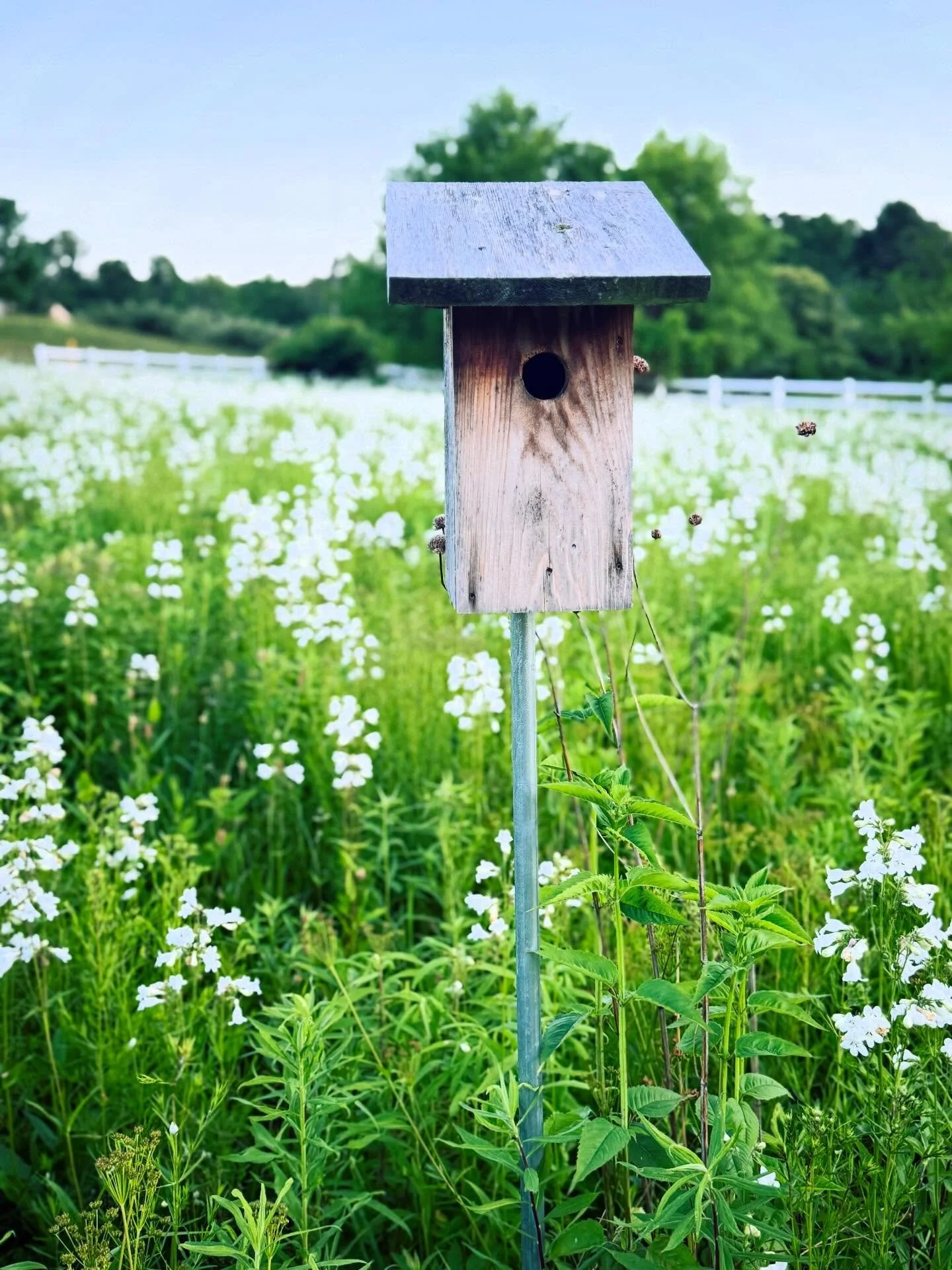 bird house 1.jpg