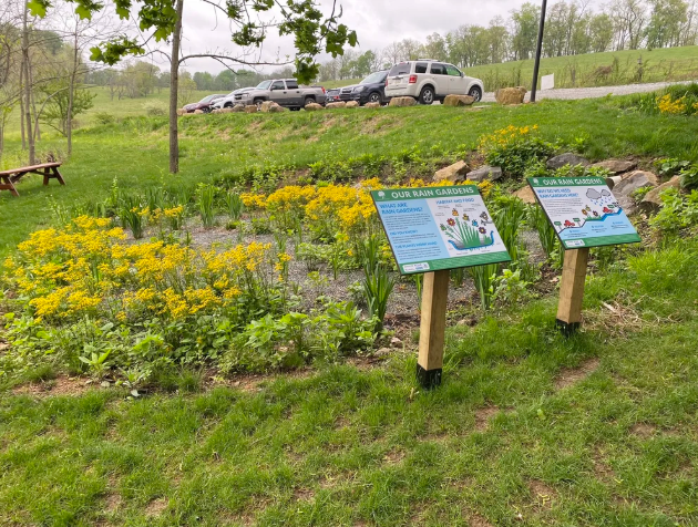 Rain Garden