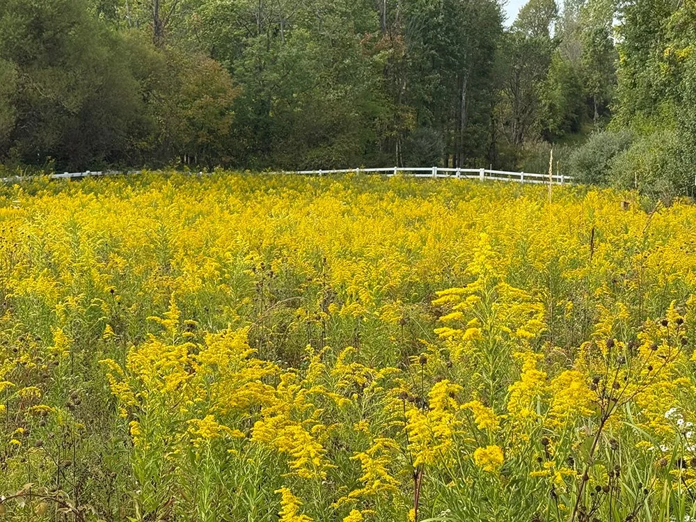 meadow2_october2025.jpg