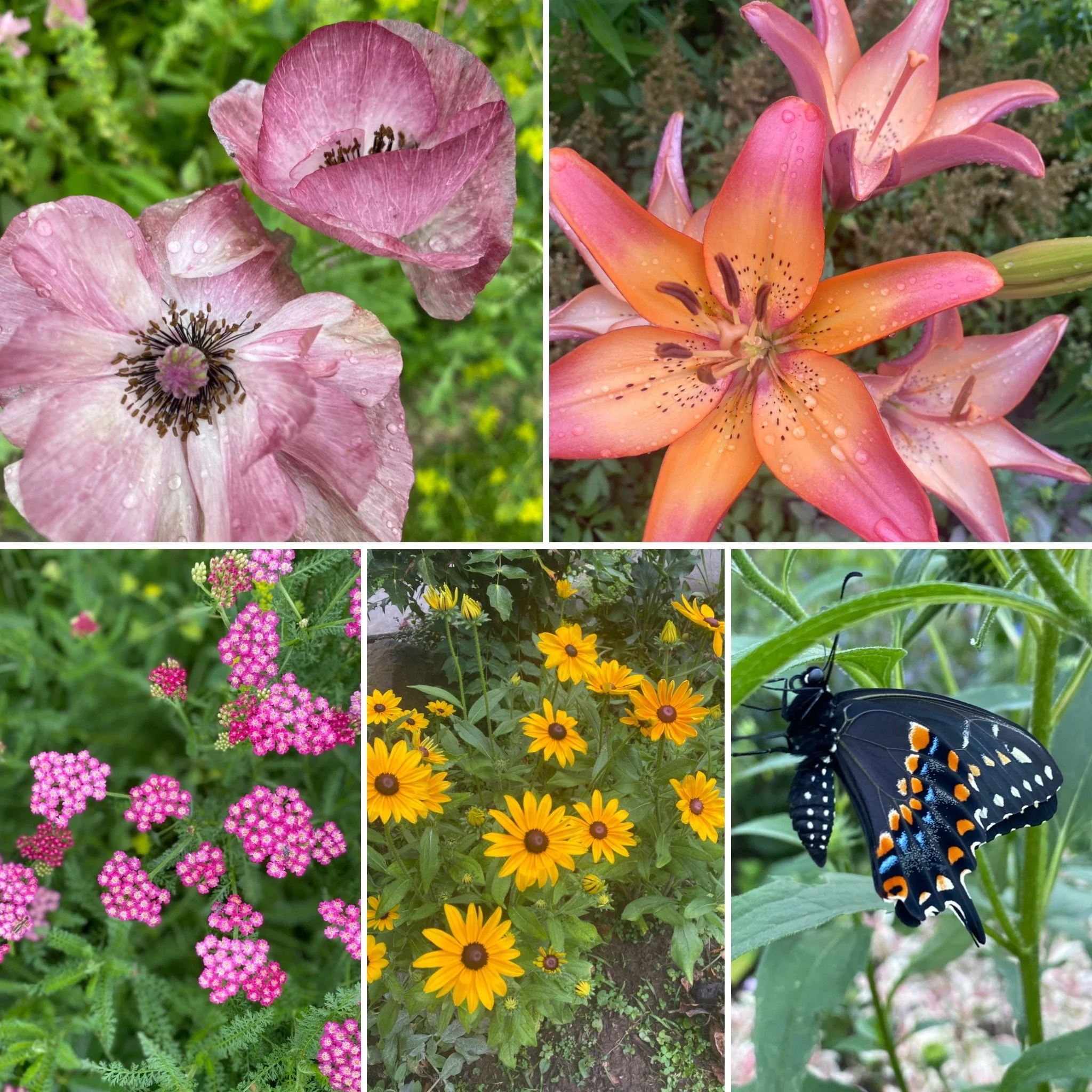 Kristen Cassidy - Whimsy Bloom