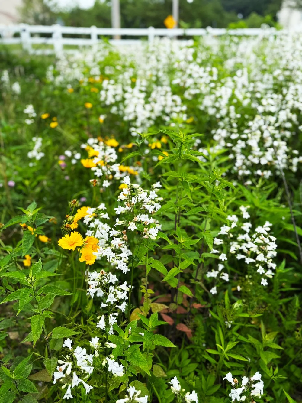 meadow_october2025.jpg