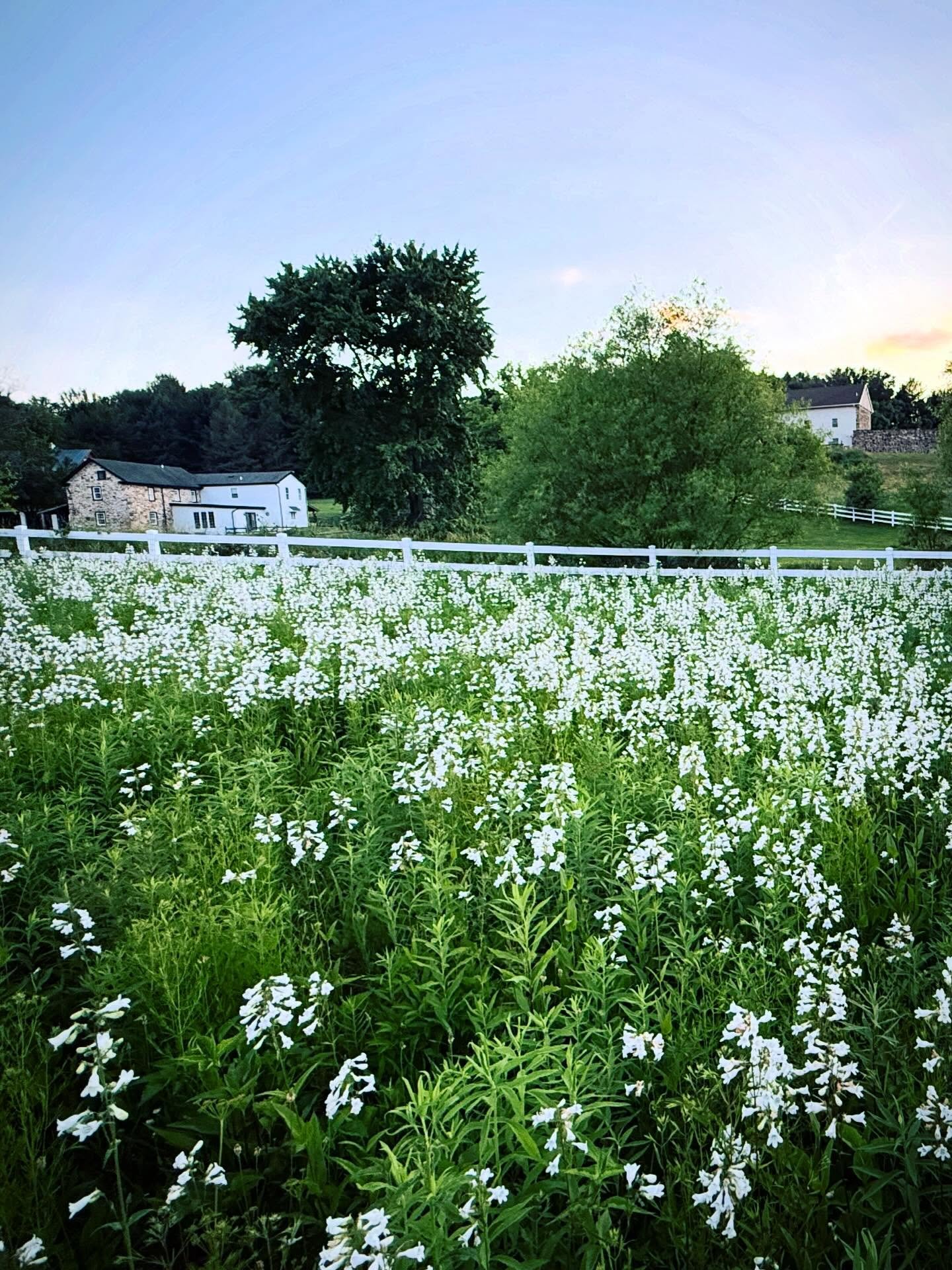 MEADOW CONVERSION UPDATE SPRING 2026