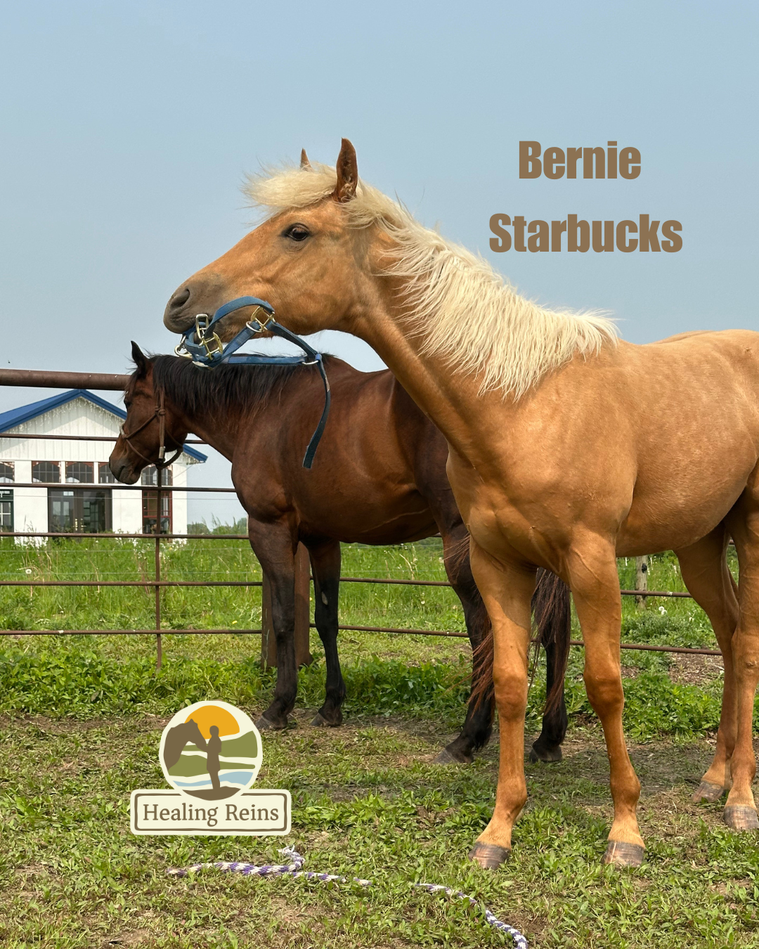 equine therapy, tanner jobe,