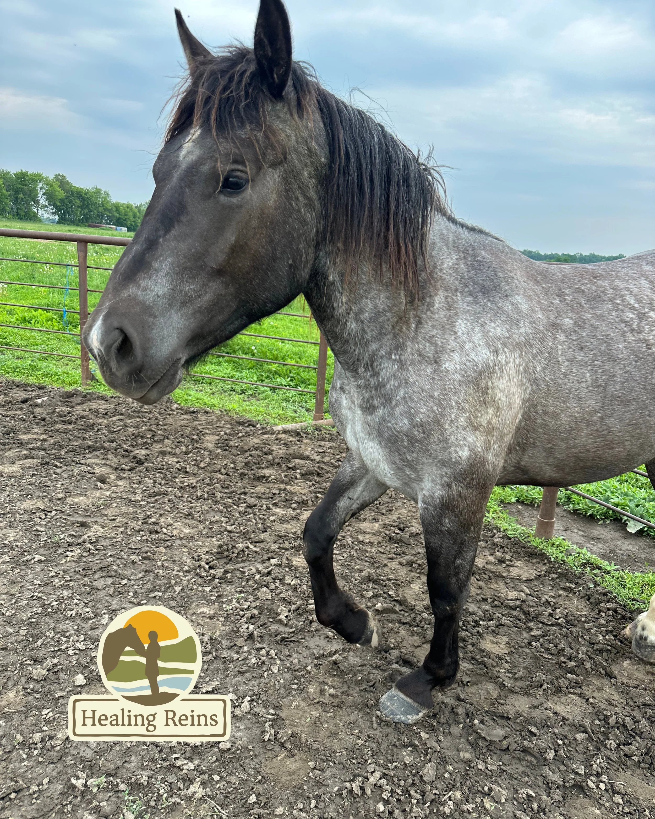 equine therapy, natural lifemanship, horses heal, Healing Reins, Lance Klessig
