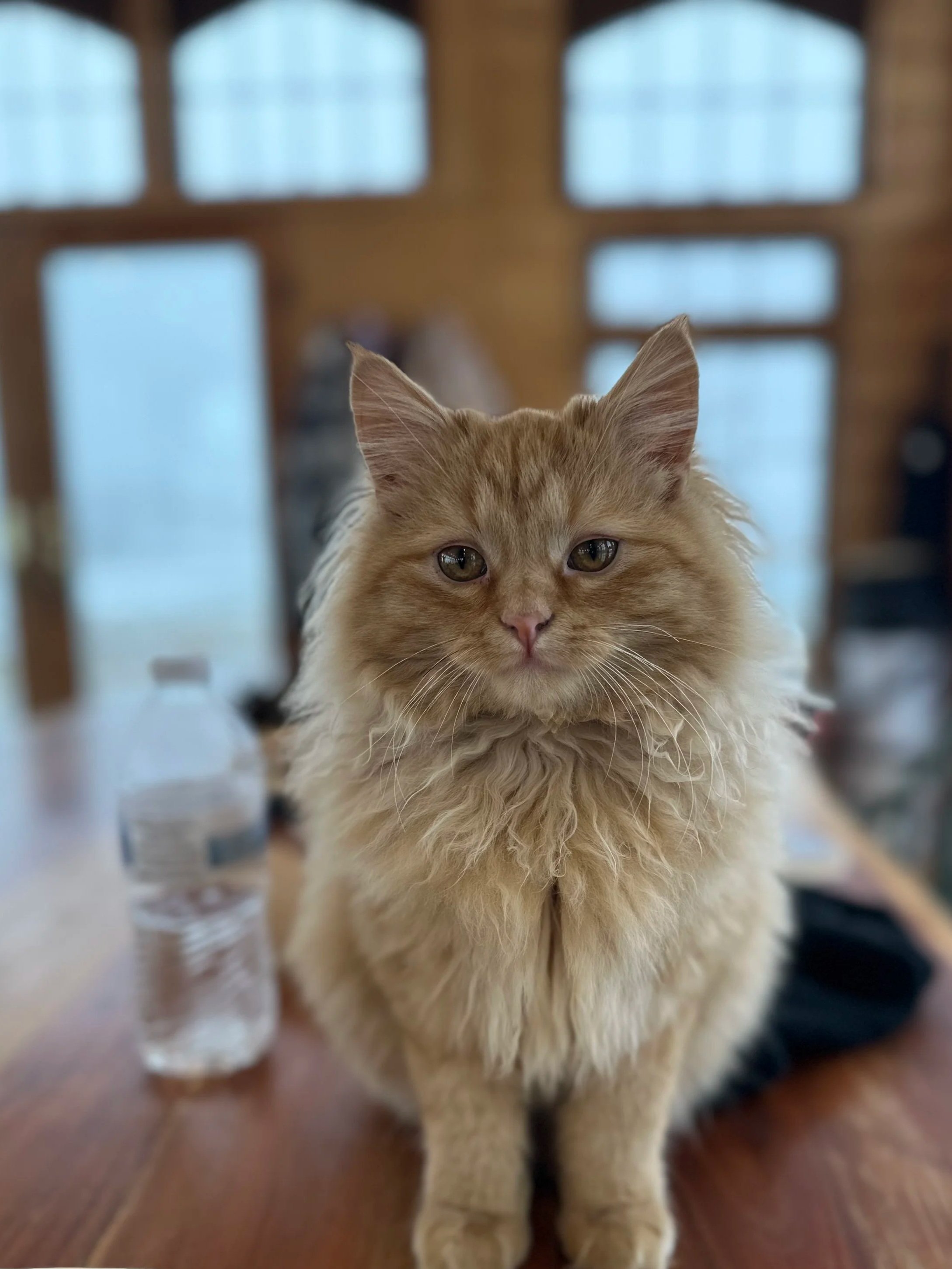 A fluffy orange tabby cat sitting on a wooden table with a blurred background of windows and a glass of water nearby.