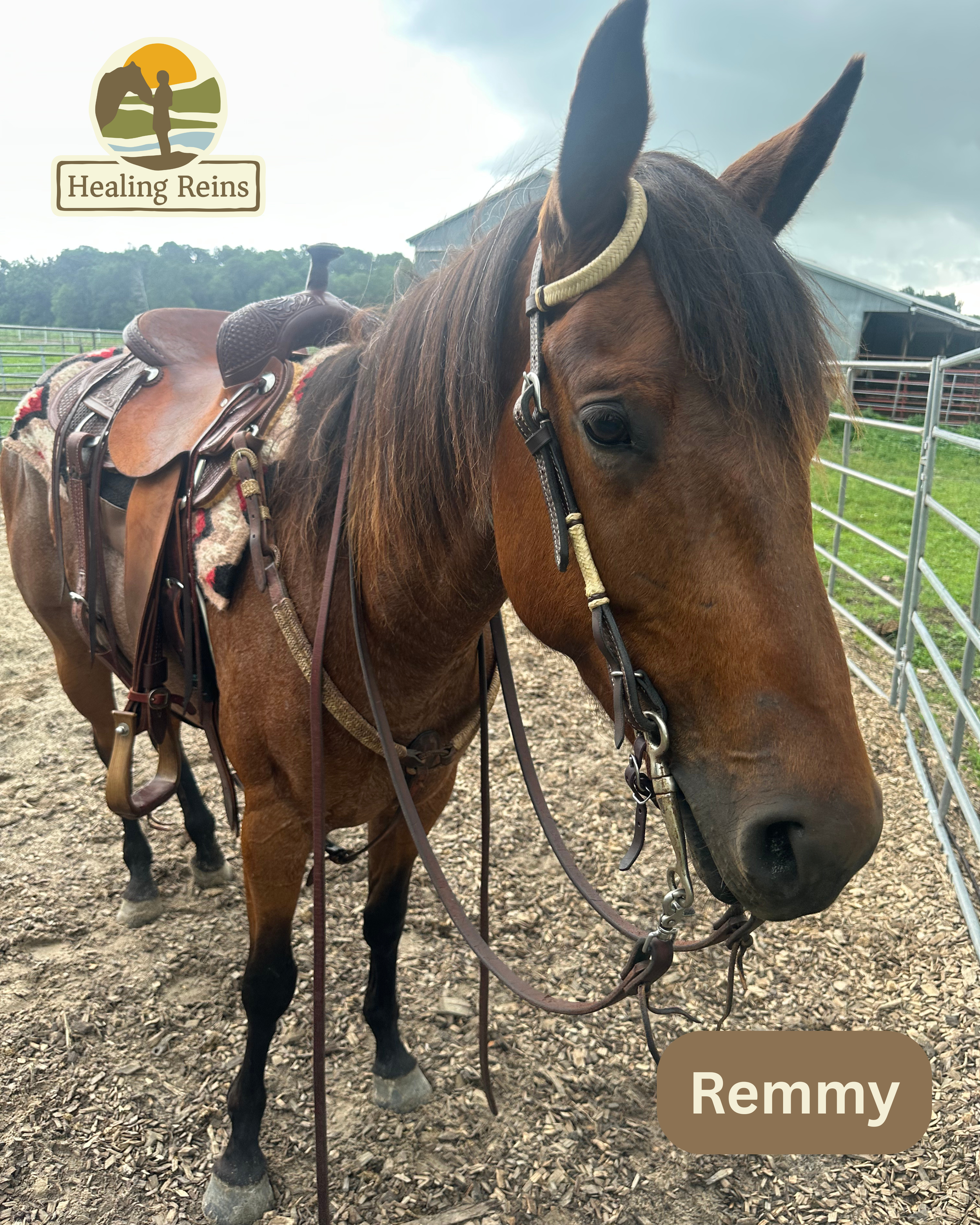 equine therapy, natural lifemanship, horses heal, Healing Reins, Lance Klessig