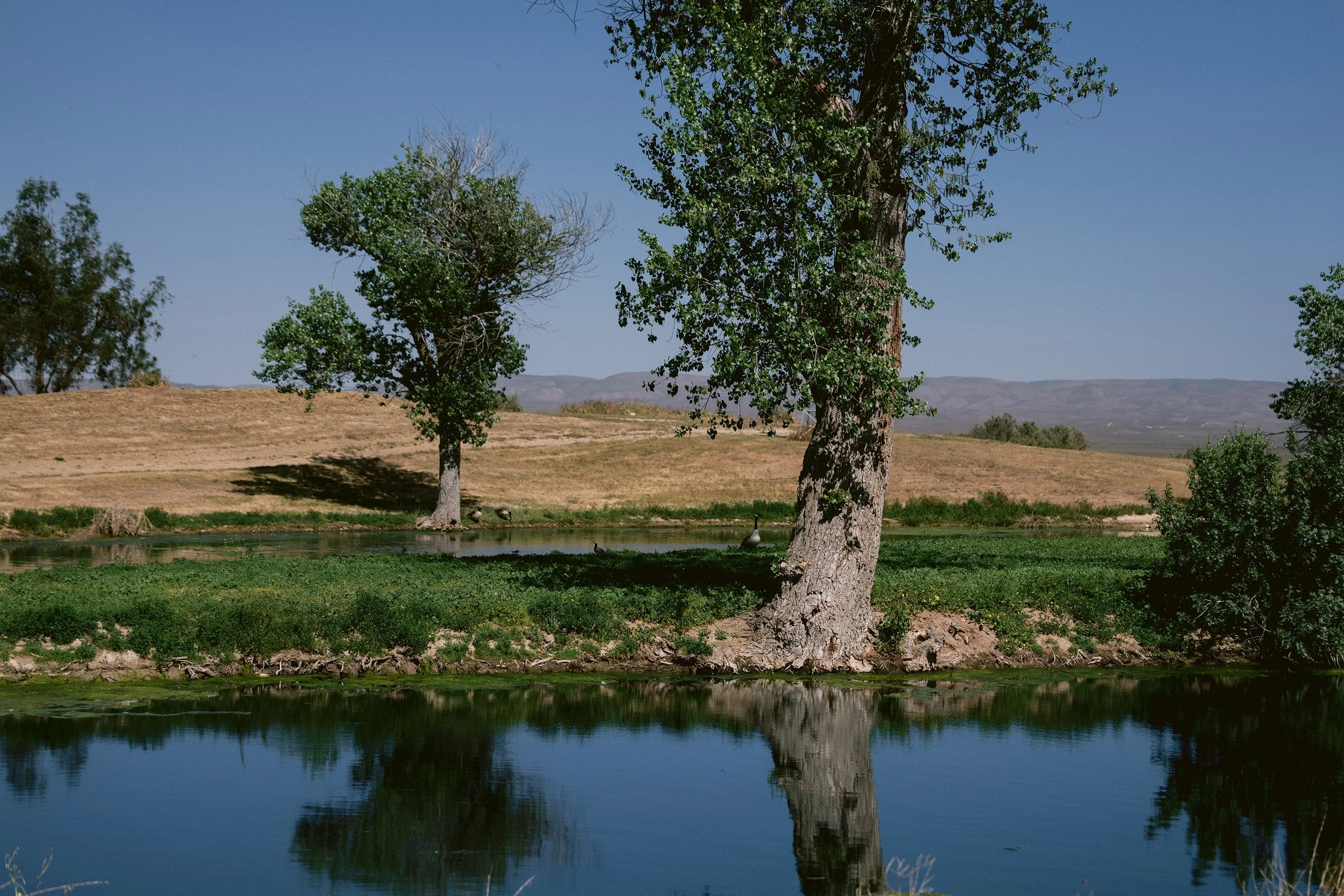 Scenic pond and oak trees at Carissa Plains Outfitters hunting ranch in San Luis Obispo County, California