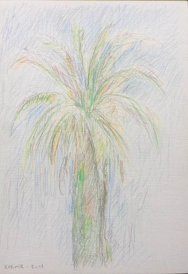 "La palmera davant de casa a Lisboa (II)"