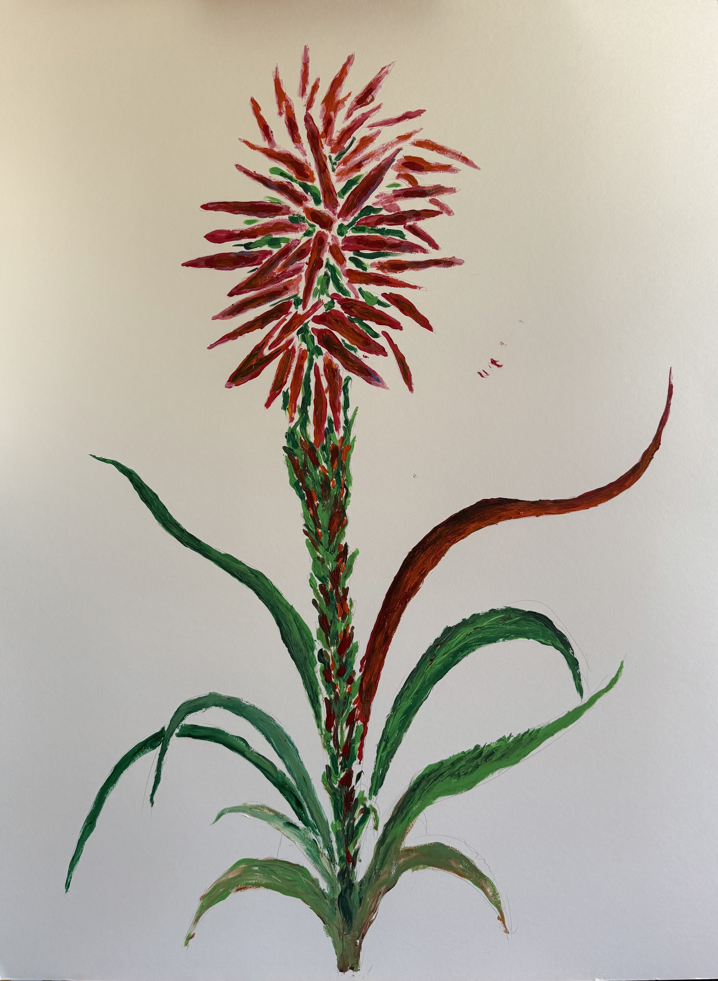 “New flower for new times / Pitcairnia Latifolia” (2025)