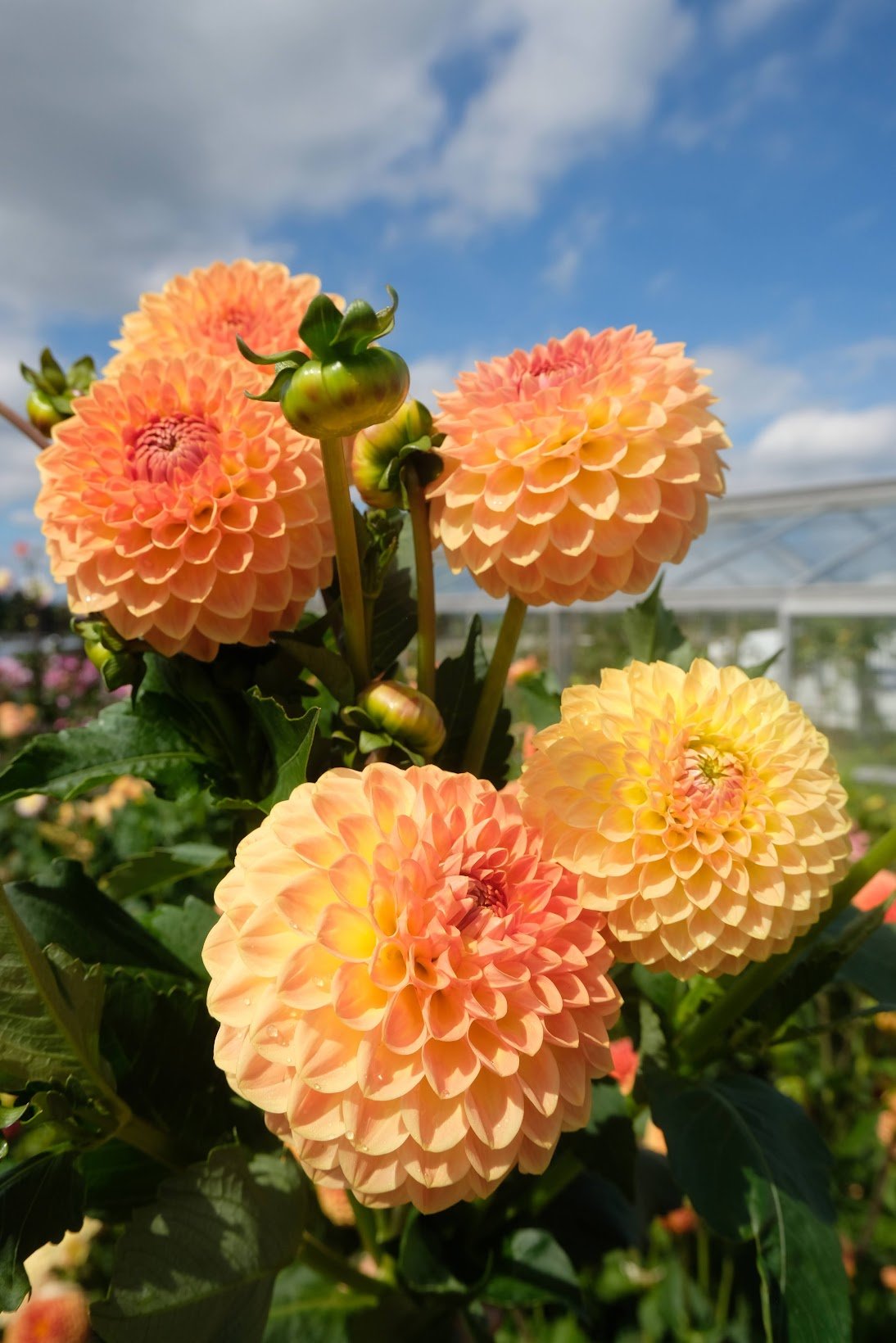 Blyton Softer Gleam