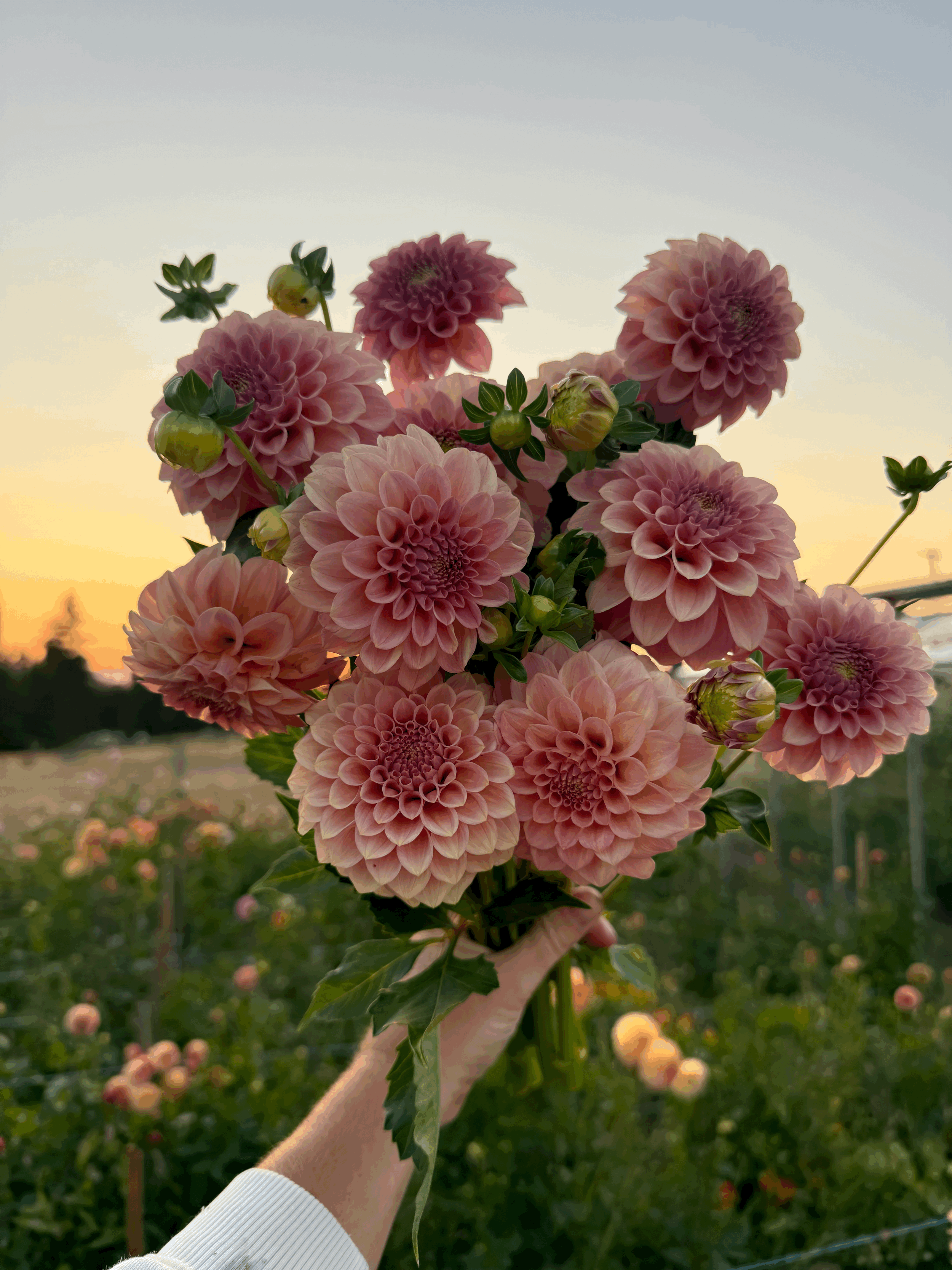 Dahlia Rock Run Ashley