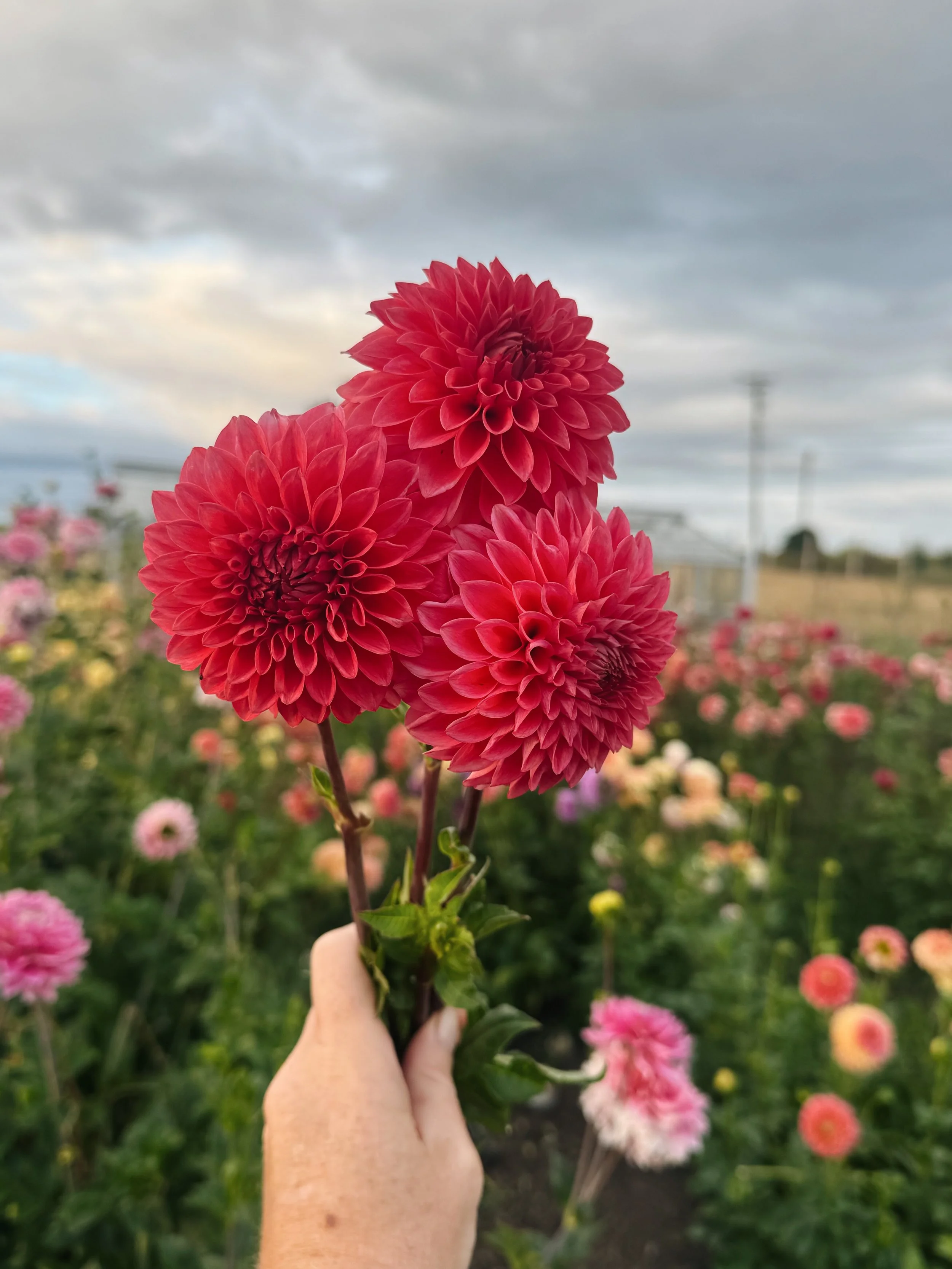 Dahlia Parkland Tribute