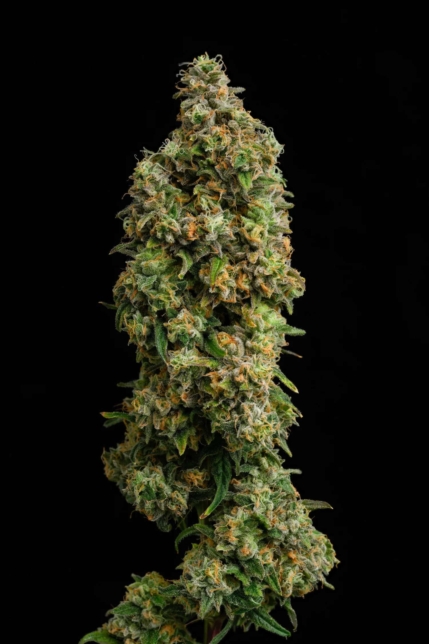 Guava Stack Indoor Grown Flower - lolo