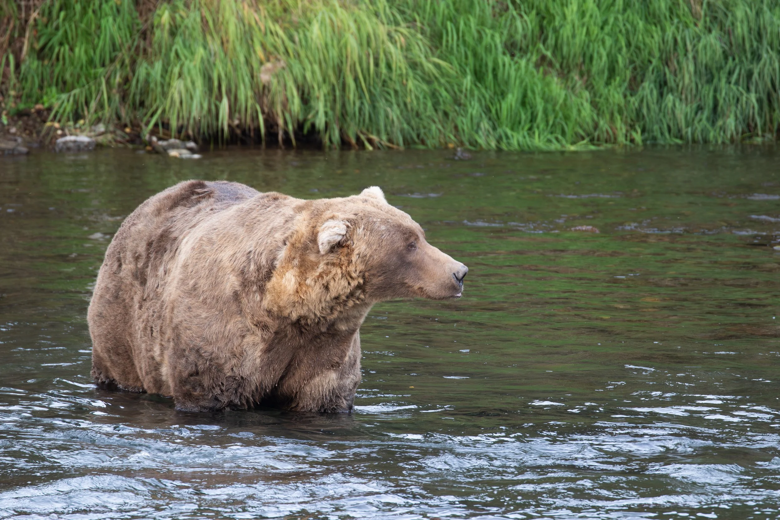 Bear Abundance Research