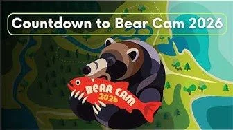 Bearcam Play-by-Play | Brooks Live Chat